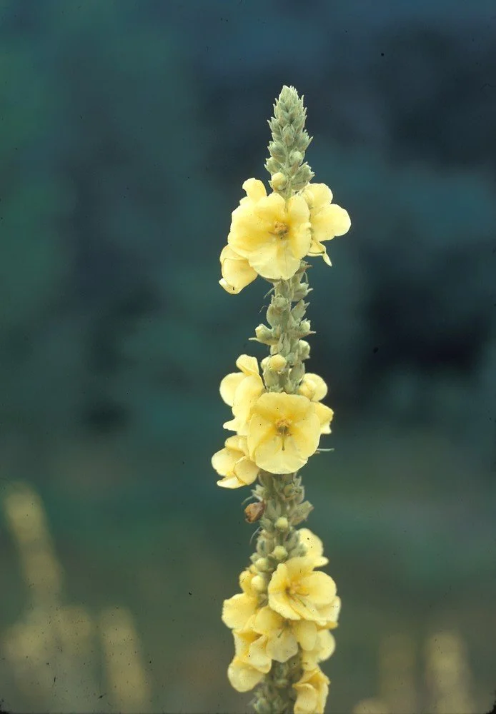 mullein flower.jpg