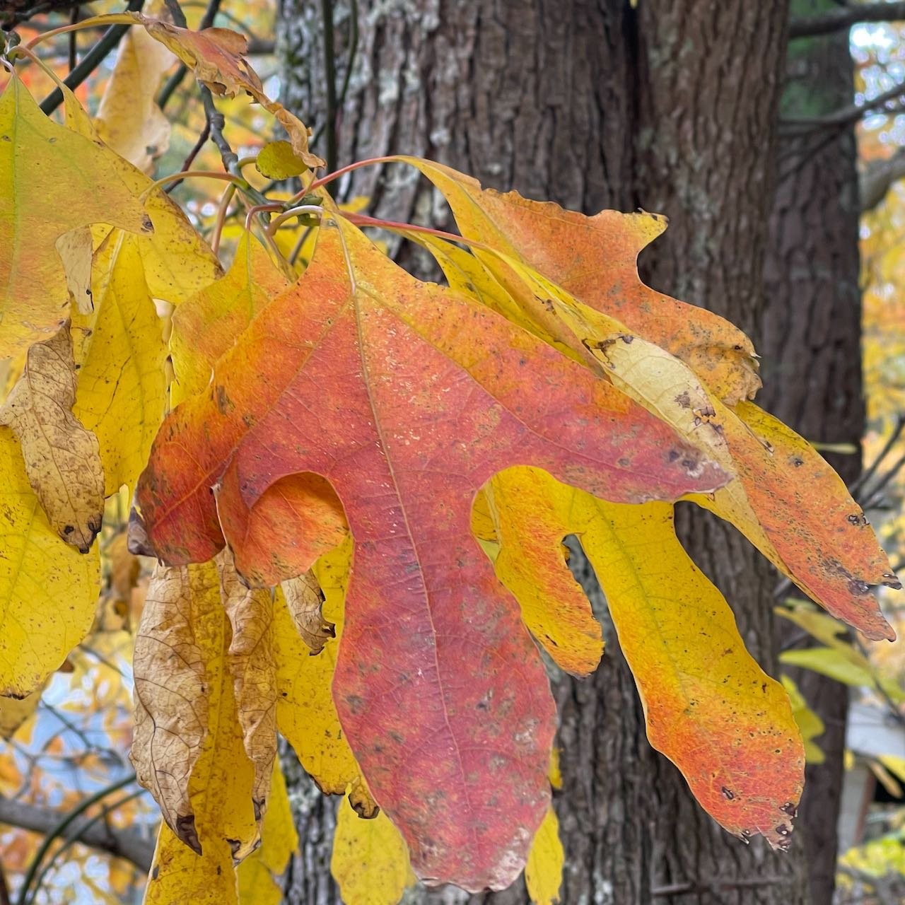 sassfrass leaves_fall.jpeg