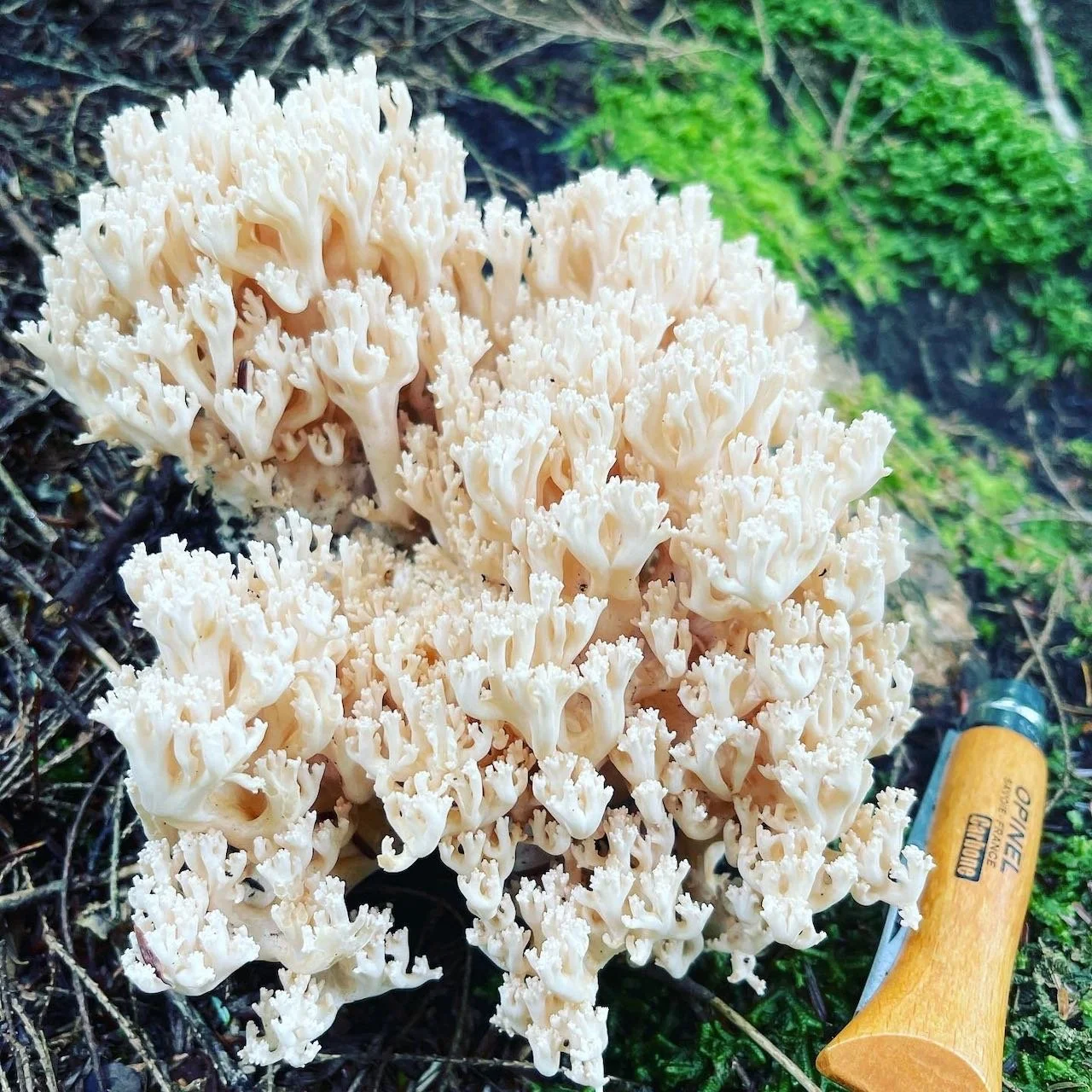Ramaria pallida.jpeg