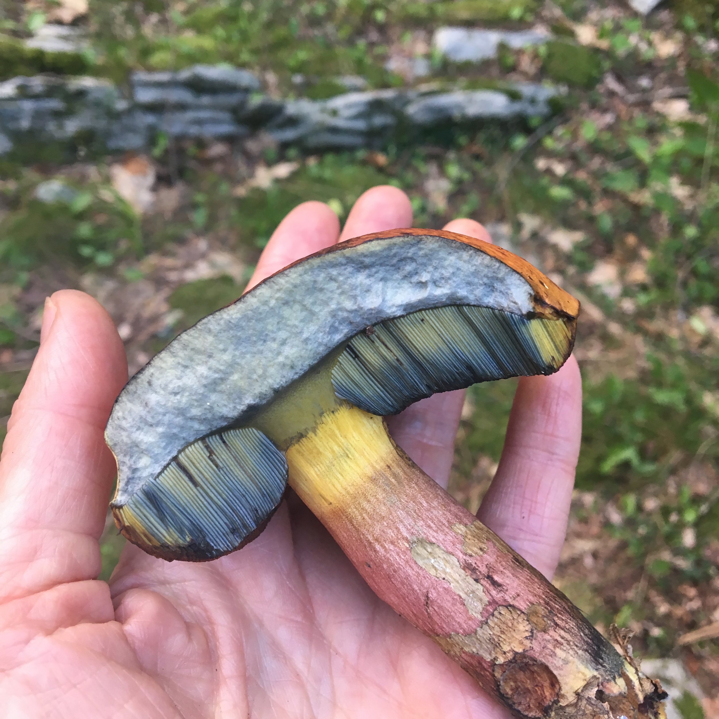 blue bolete.jpg