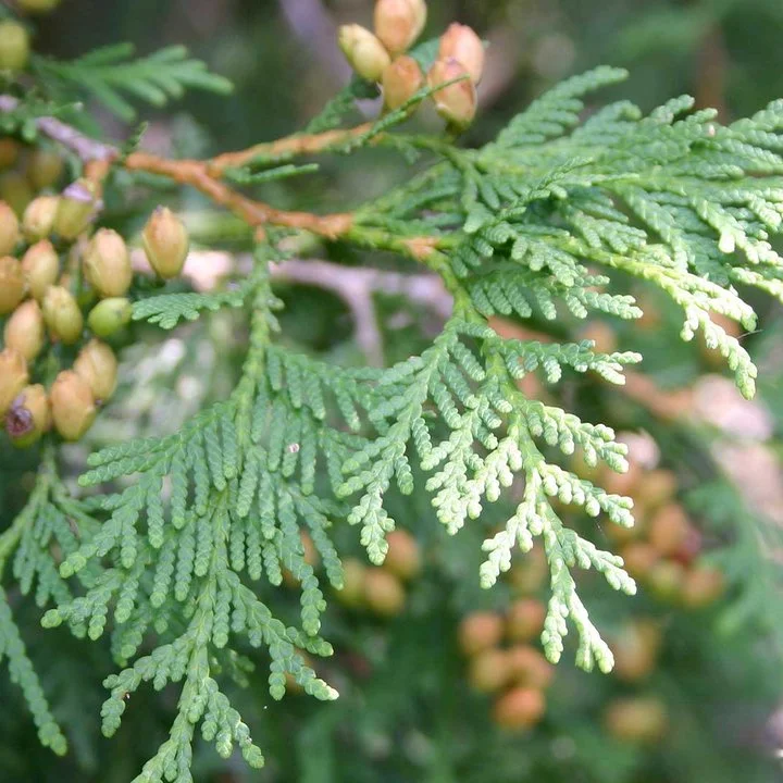 arborvitae.jpg