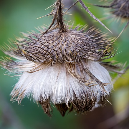 bull thistle seeds.png