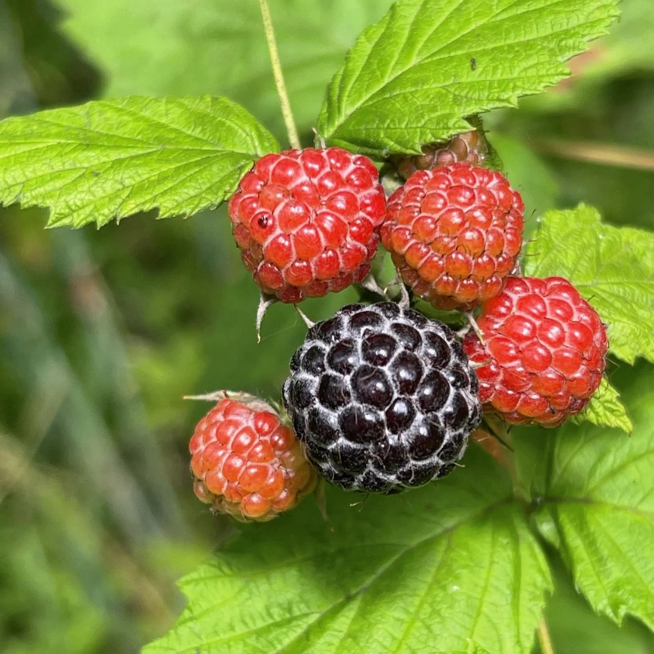 black raspberry.jpeg