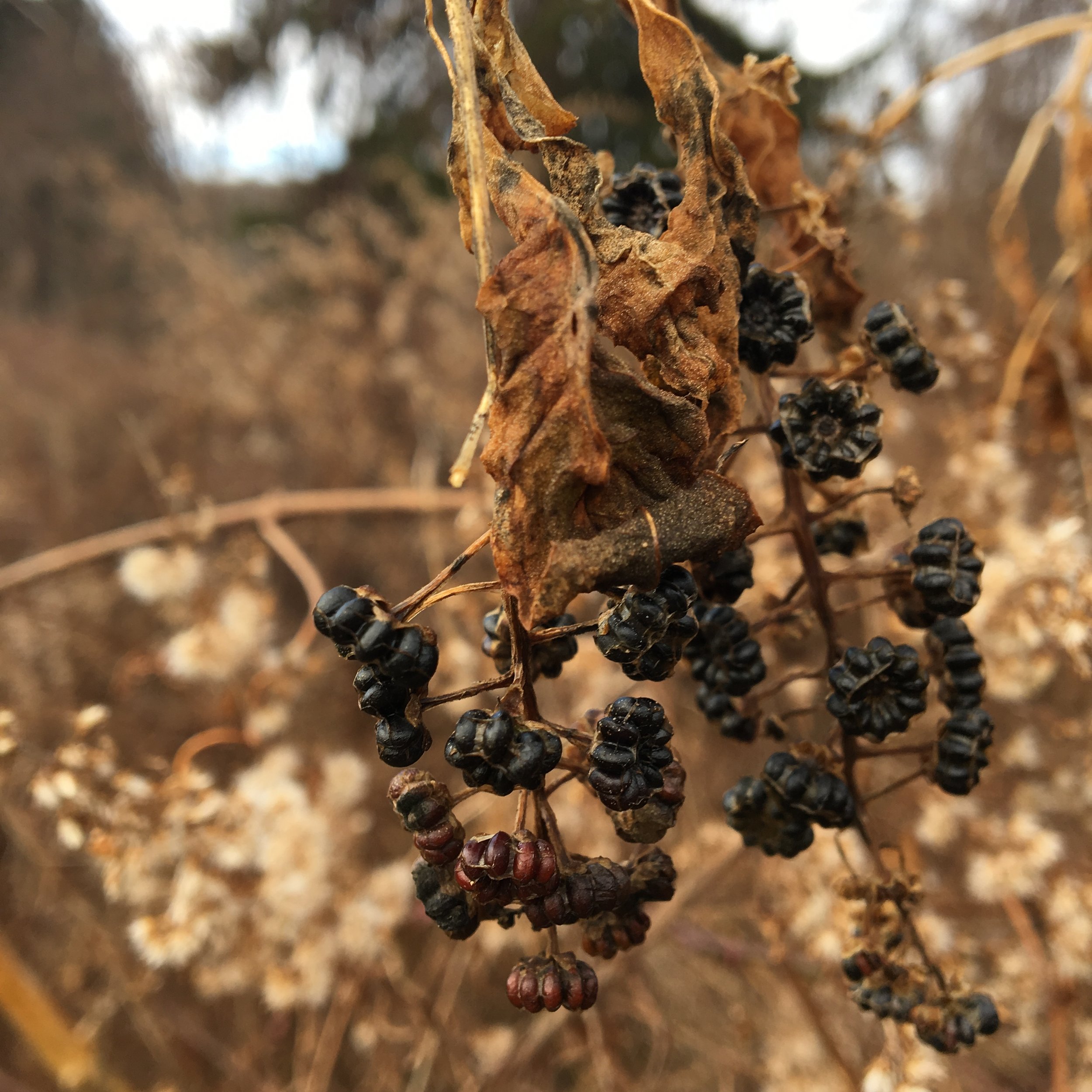 pokeweed seeds.JPG