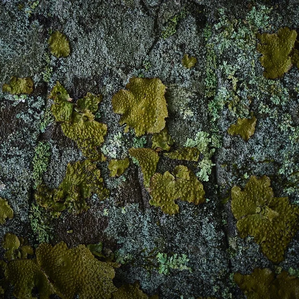 lichen_Christian.jpeg