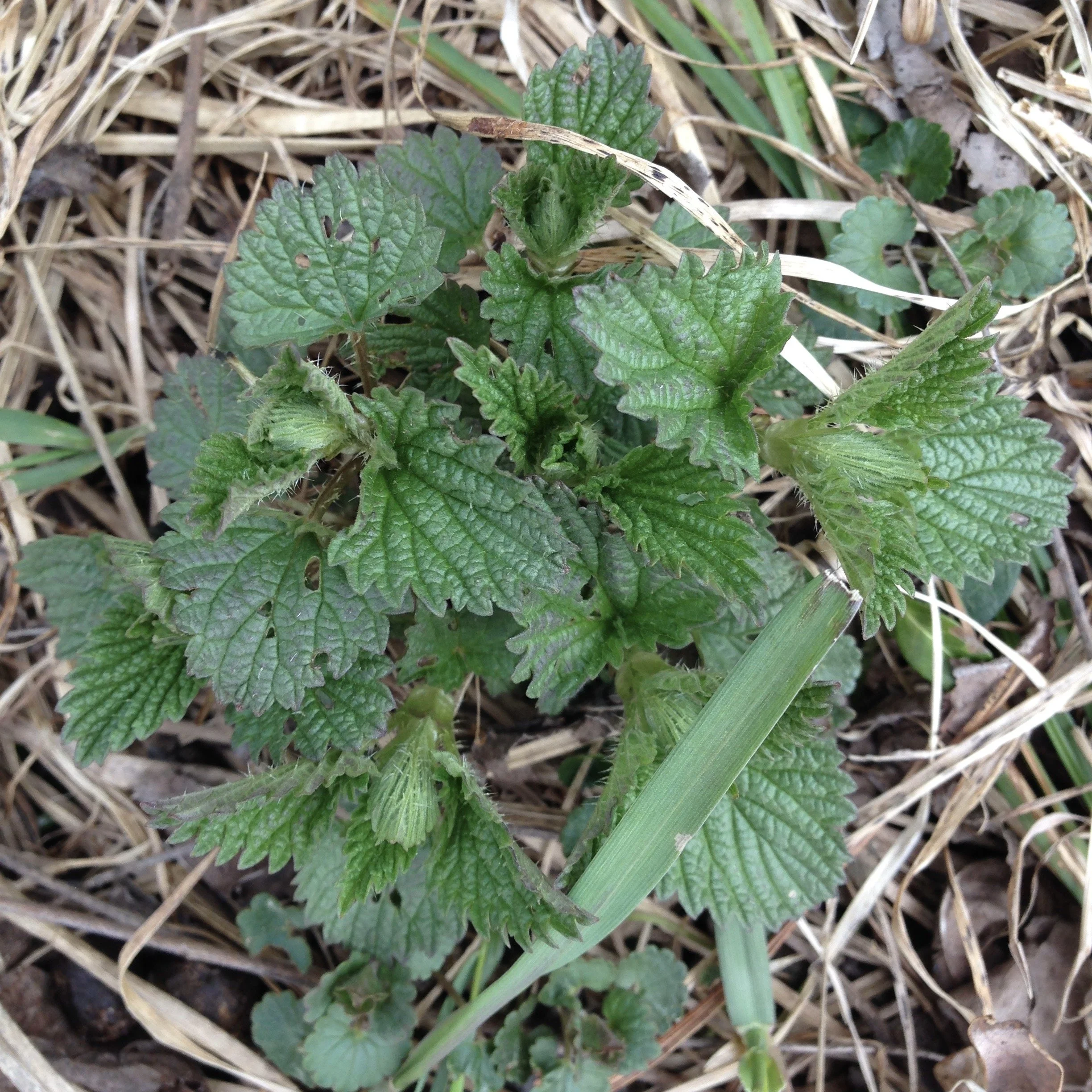 nettles_incipient.JPG
