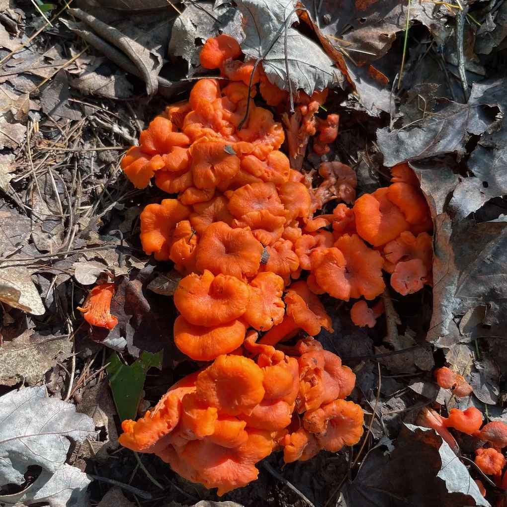 mushroom_cinnabar chanterelles.jpeg