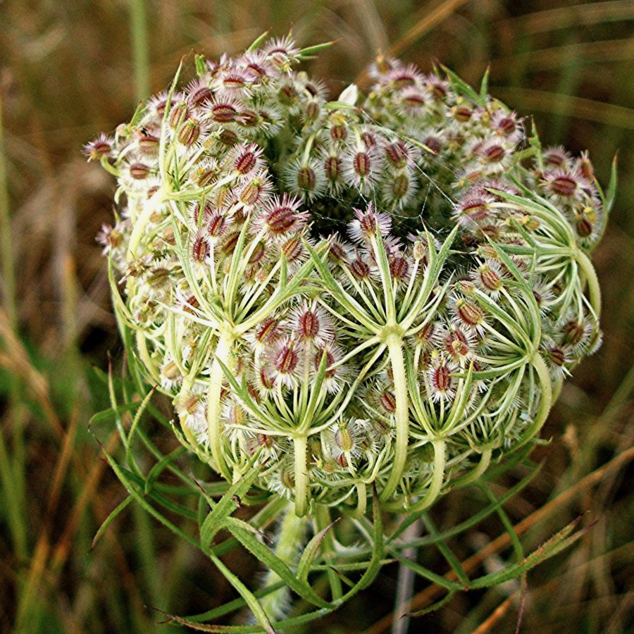Queen Anne's lace seedhead.png