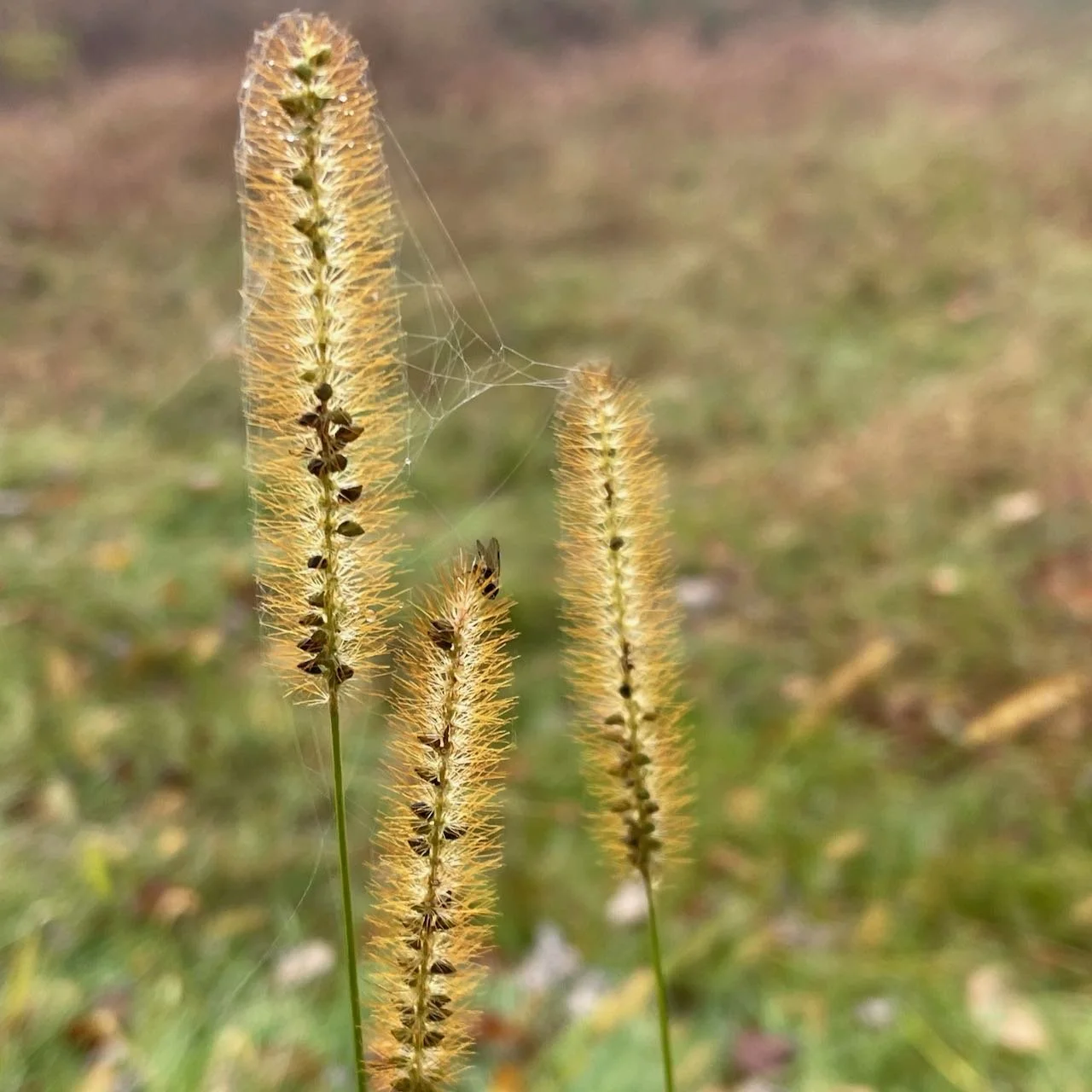 foxtail_wild millet.jpeg