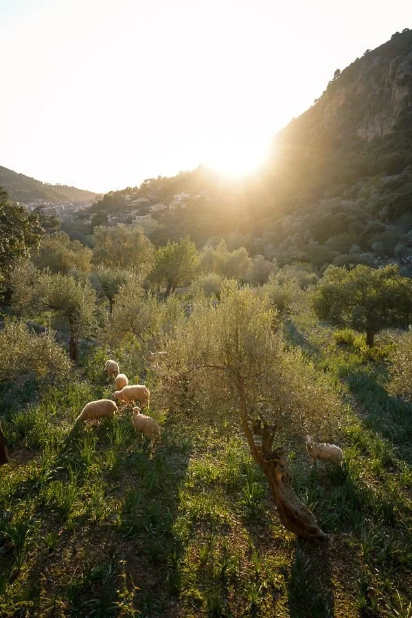 sheep + sun.jpg