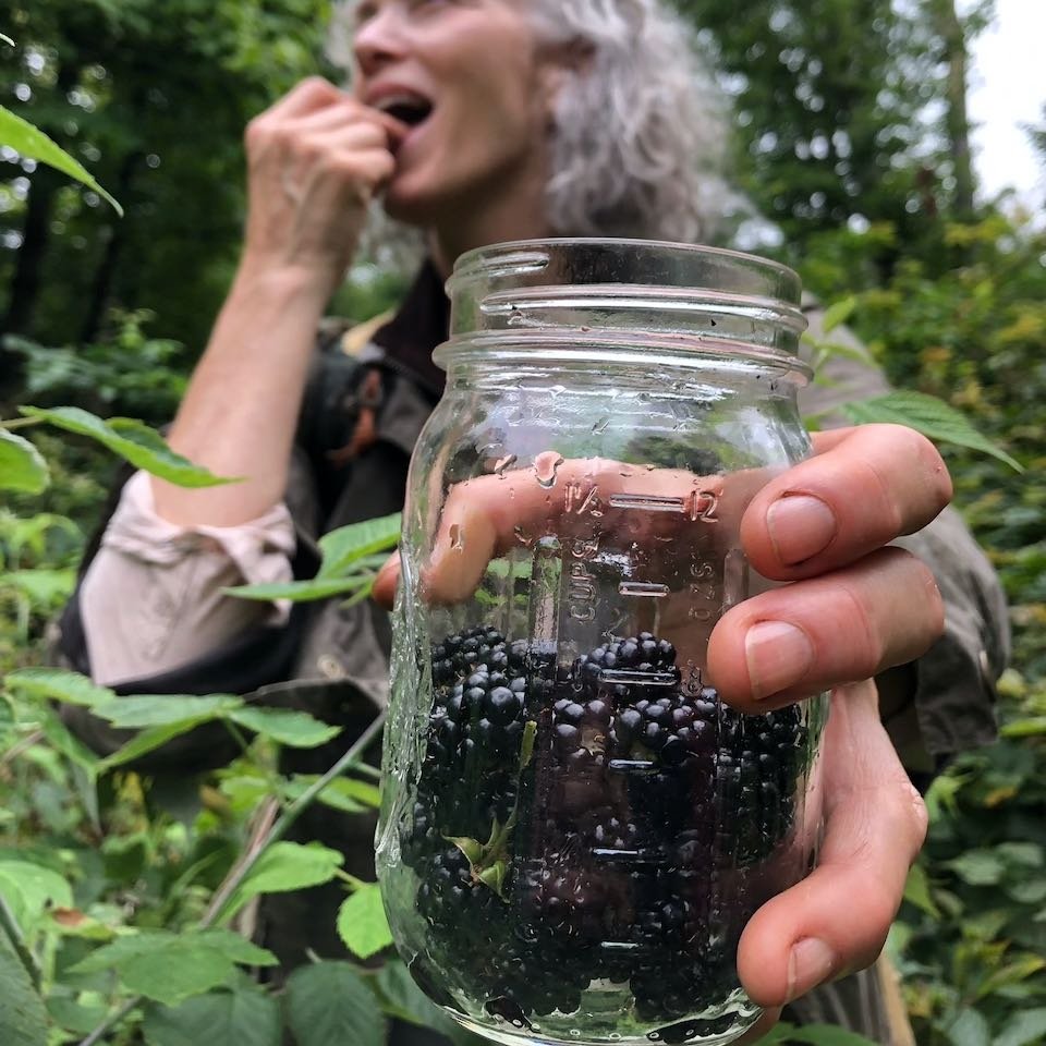blackberries_foraging.jpeg