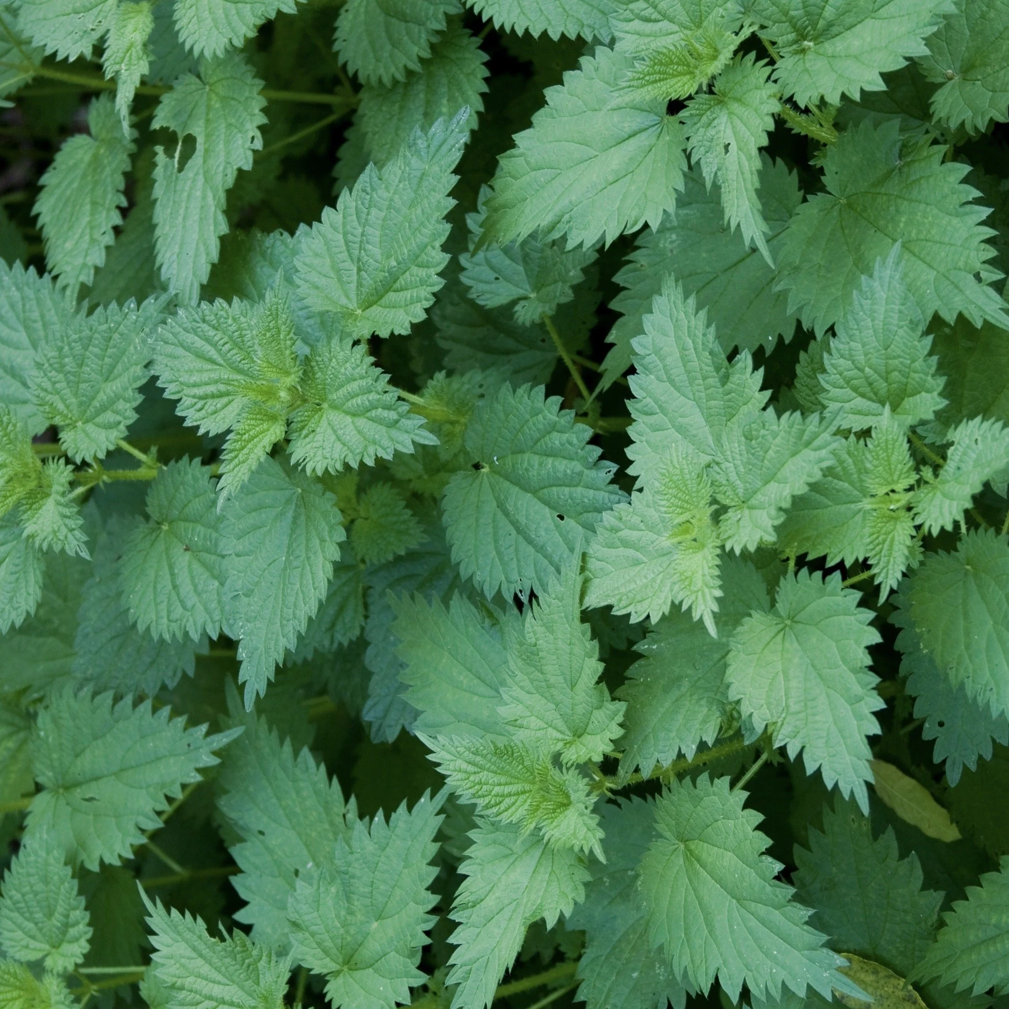 nettles2.jpg