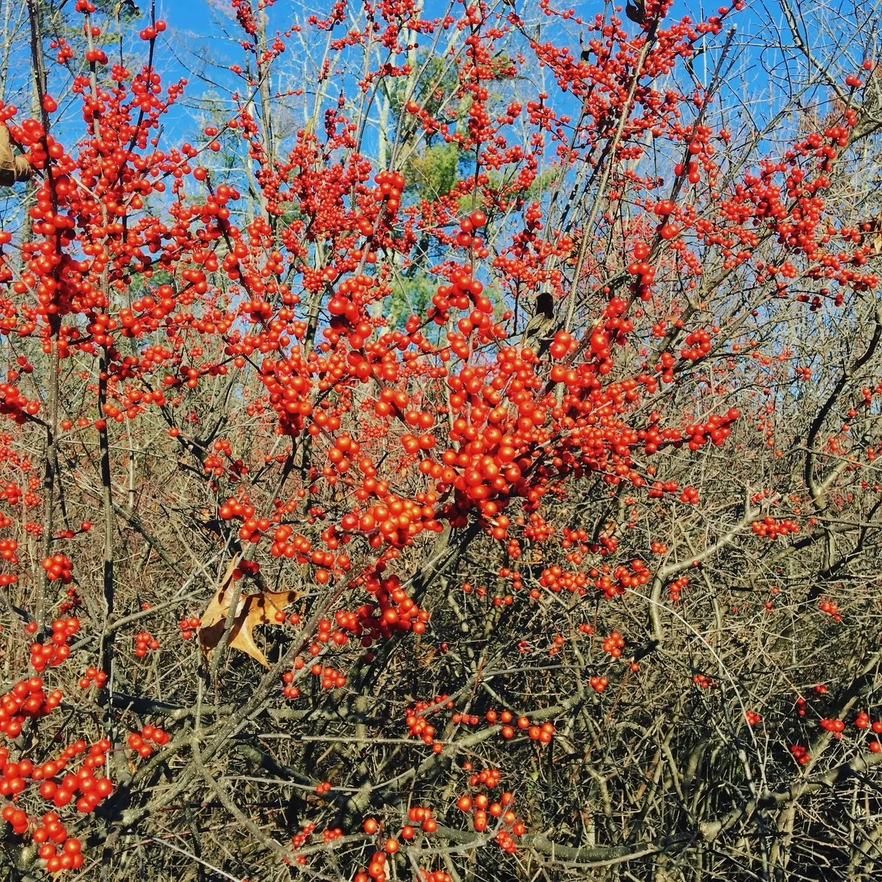 winterberries.jpeg