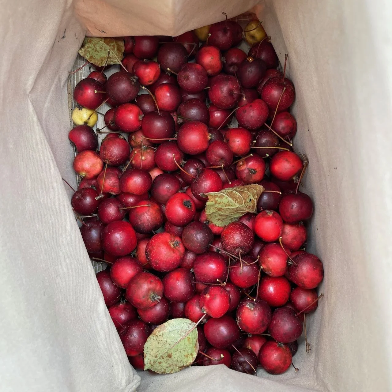 crabapples_bag.jpeg