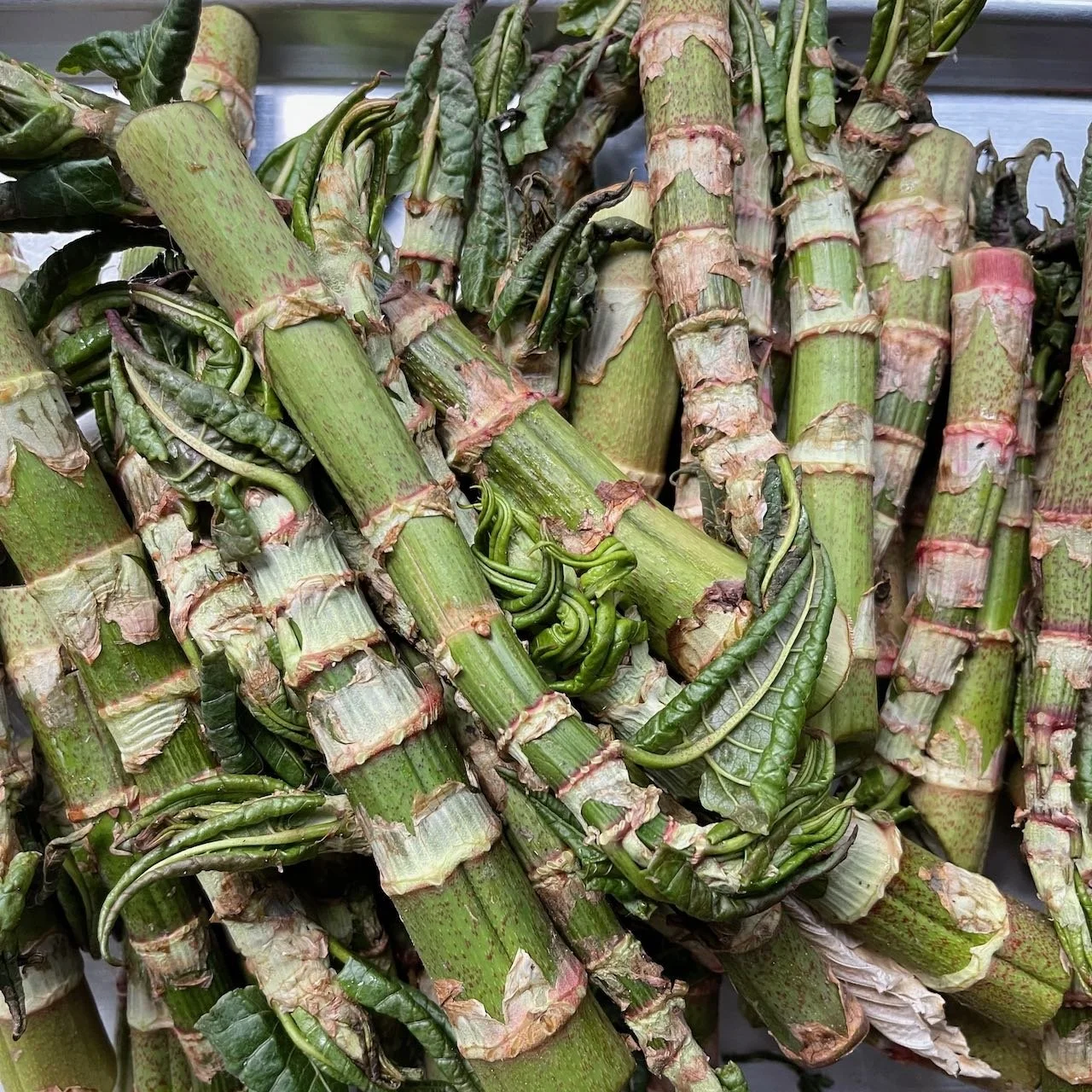 knotweed shoots2.jpeg