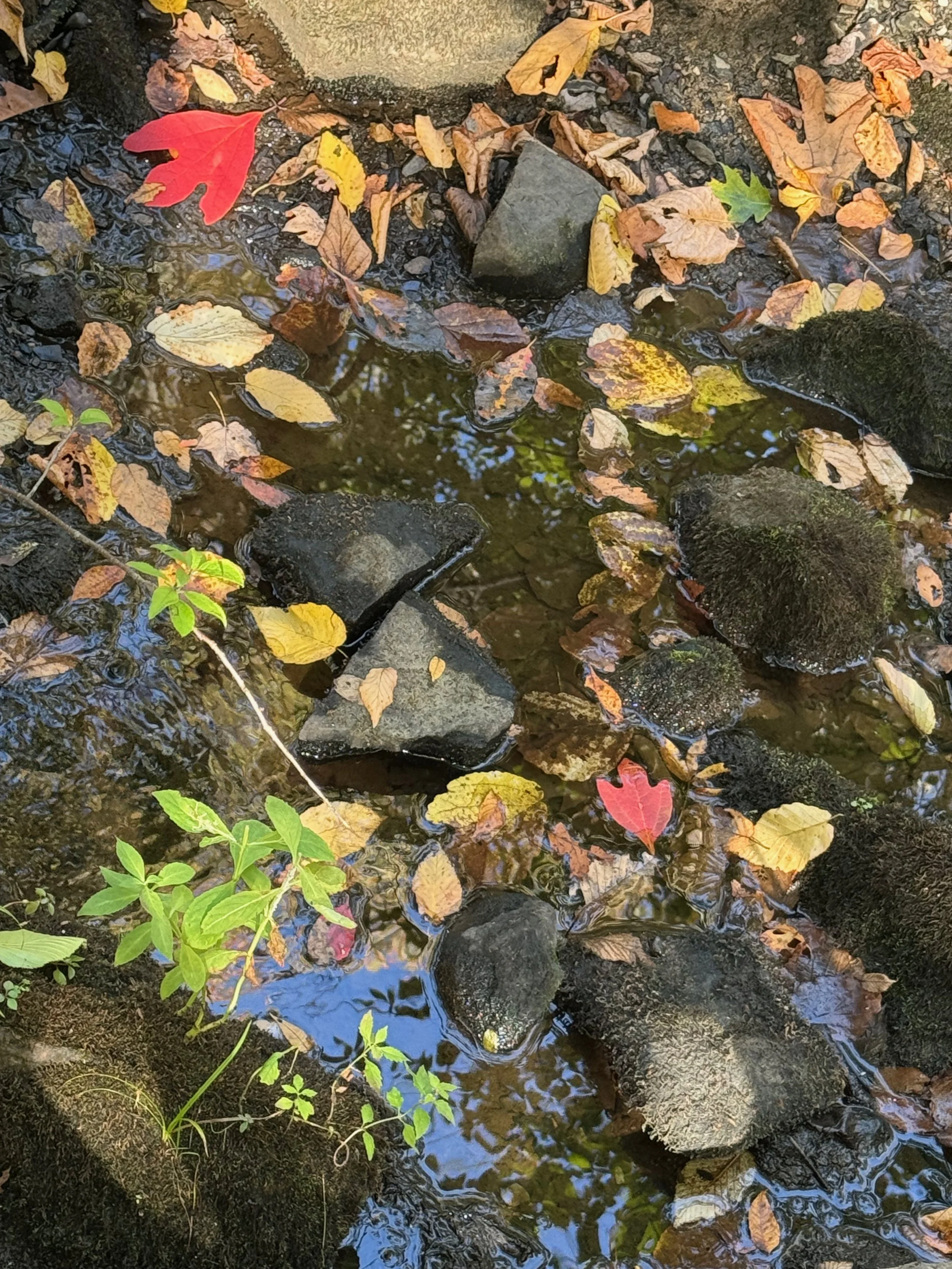 fall leaves.jpeg