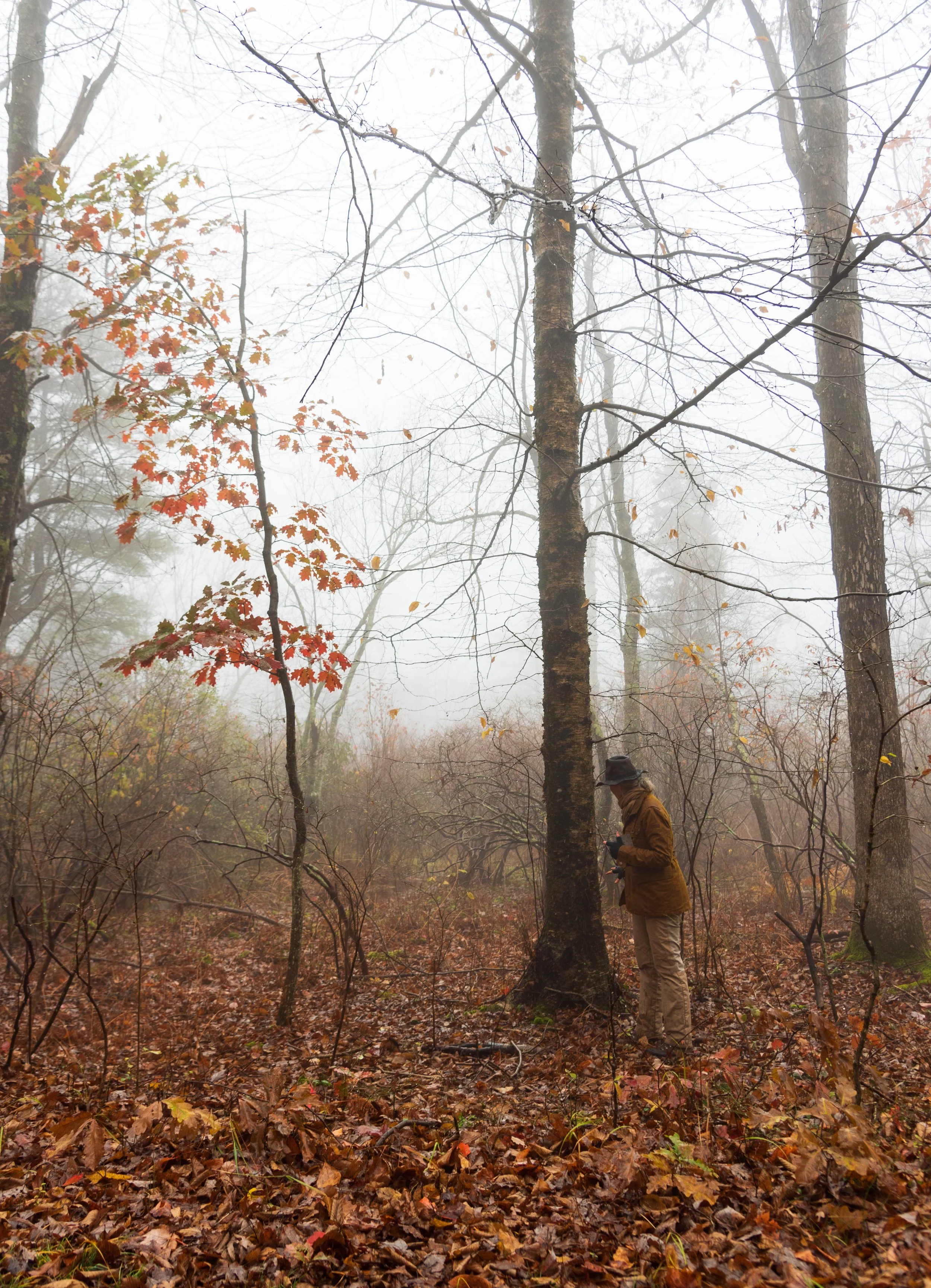 LCS fall leaves2.jpg