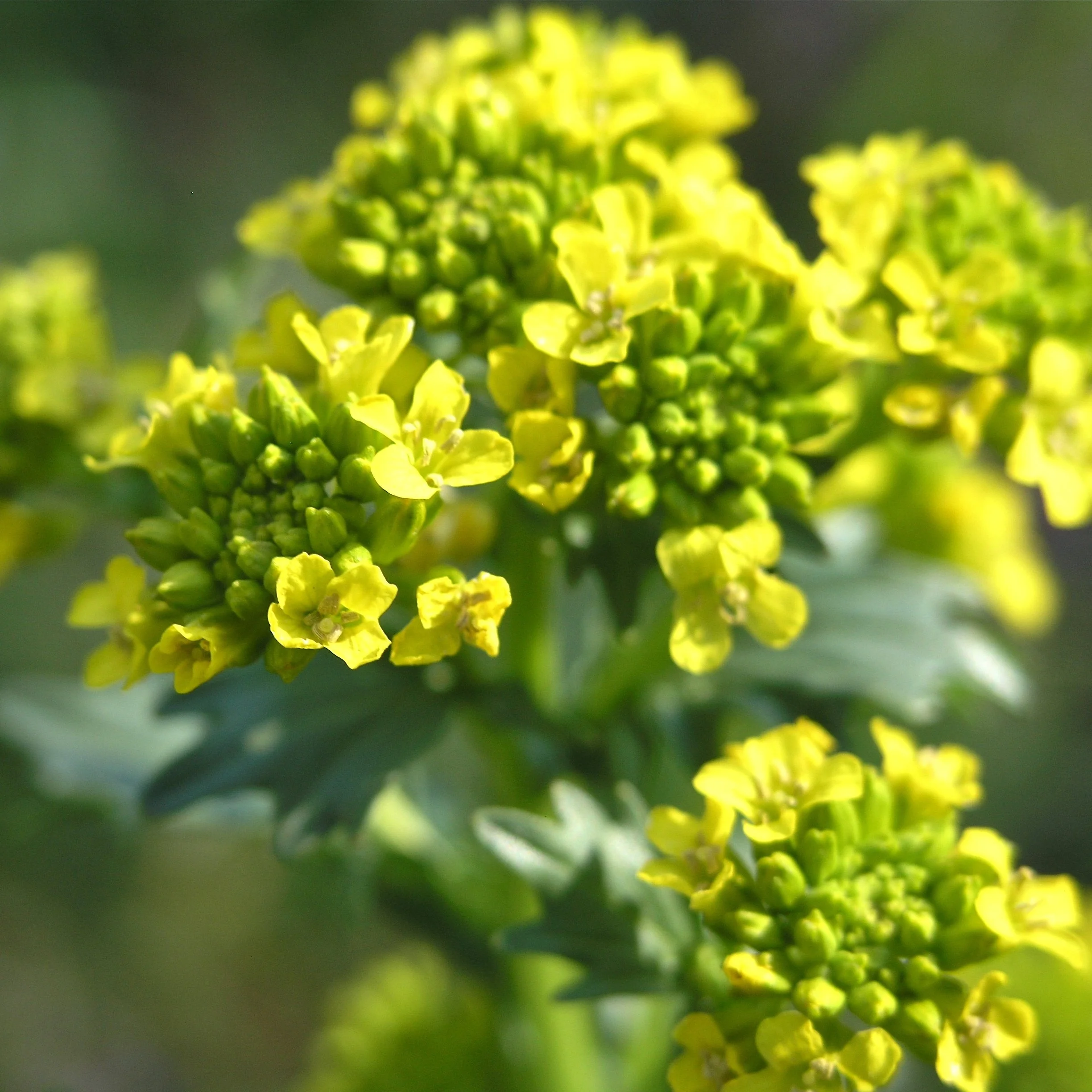 wintercress.jpg