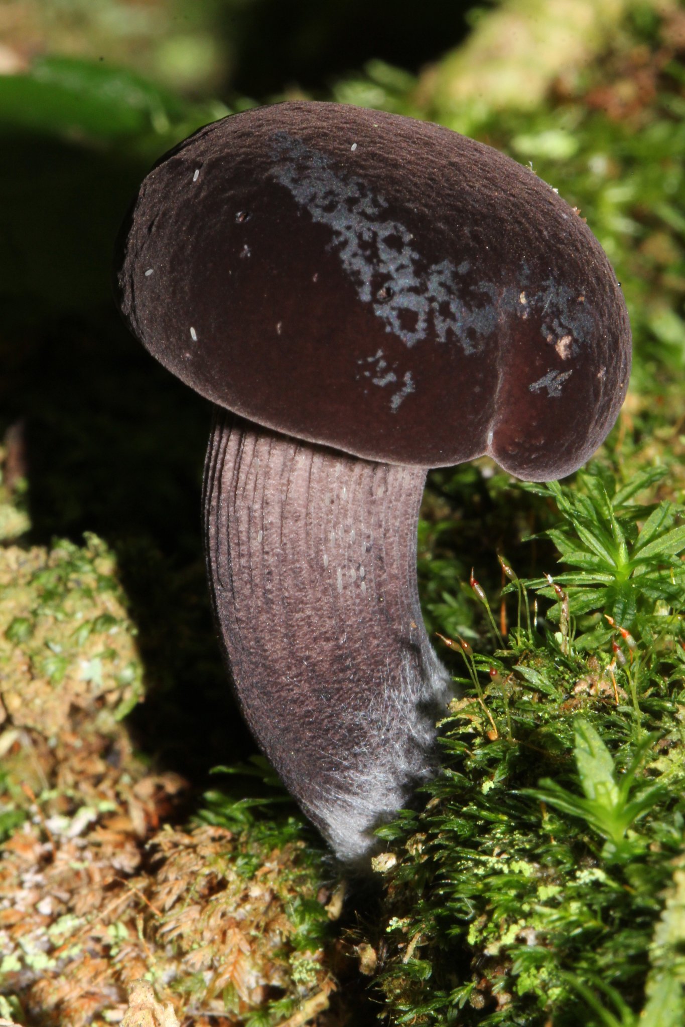 black velvet bolete.jpeg