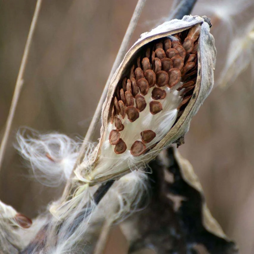 milkweed pod.jpg