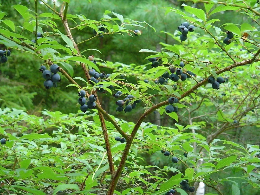 blueberry.jpg