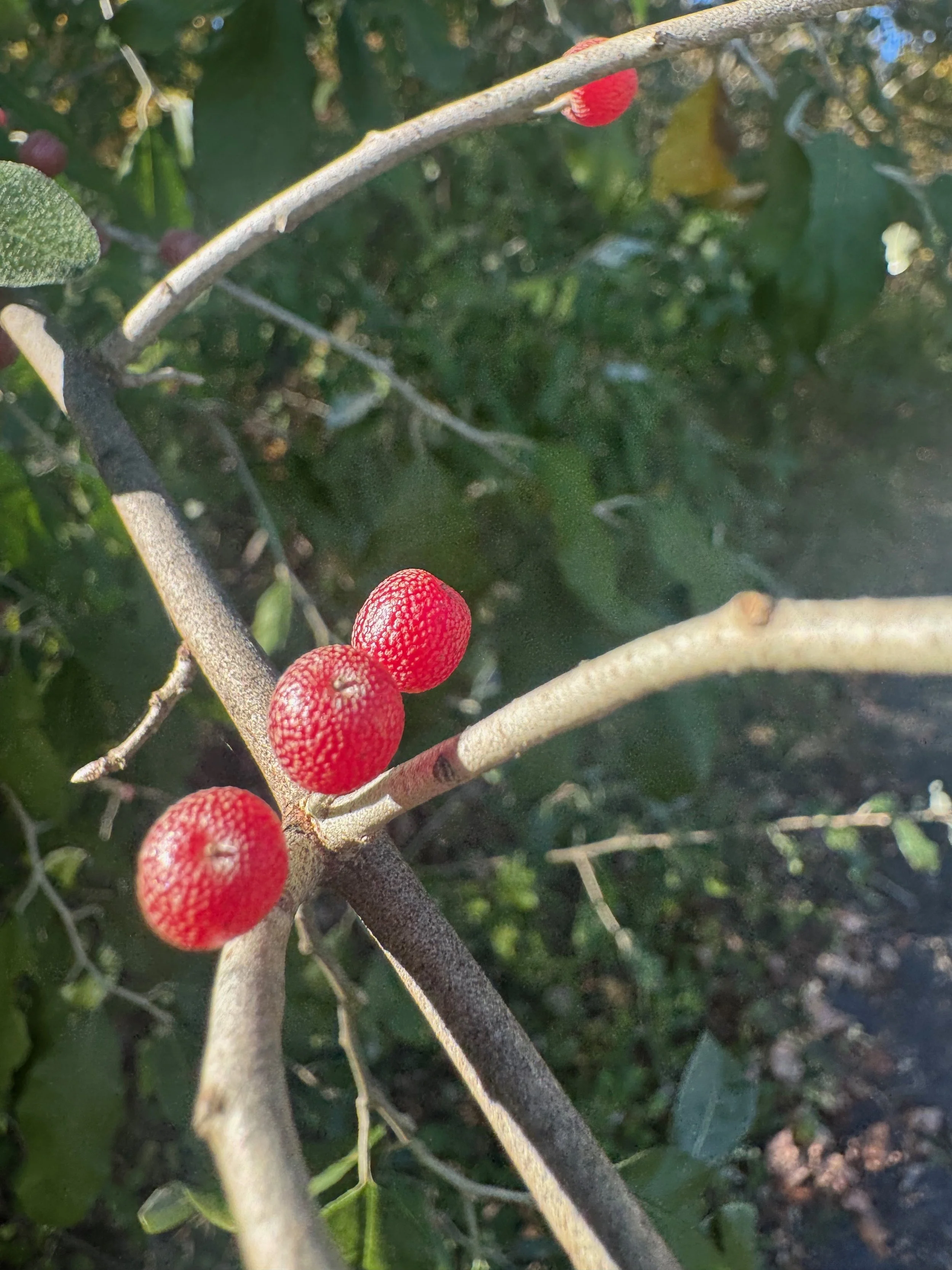 silverberry.jpeg