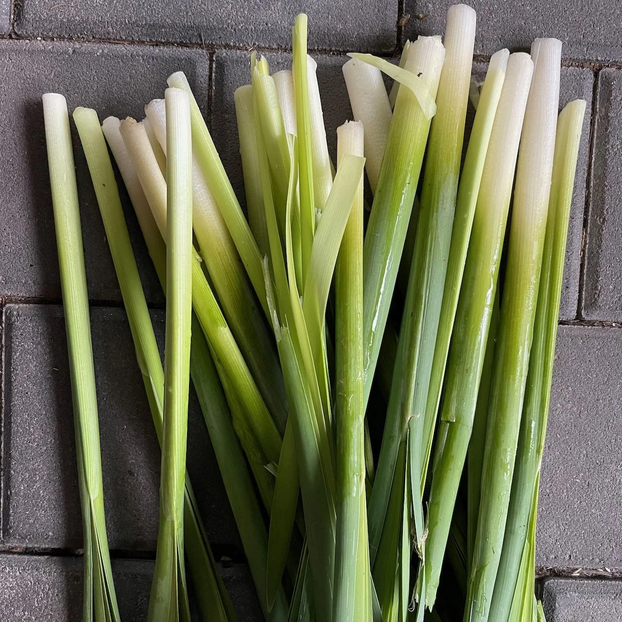 cattail shoots.jpeg