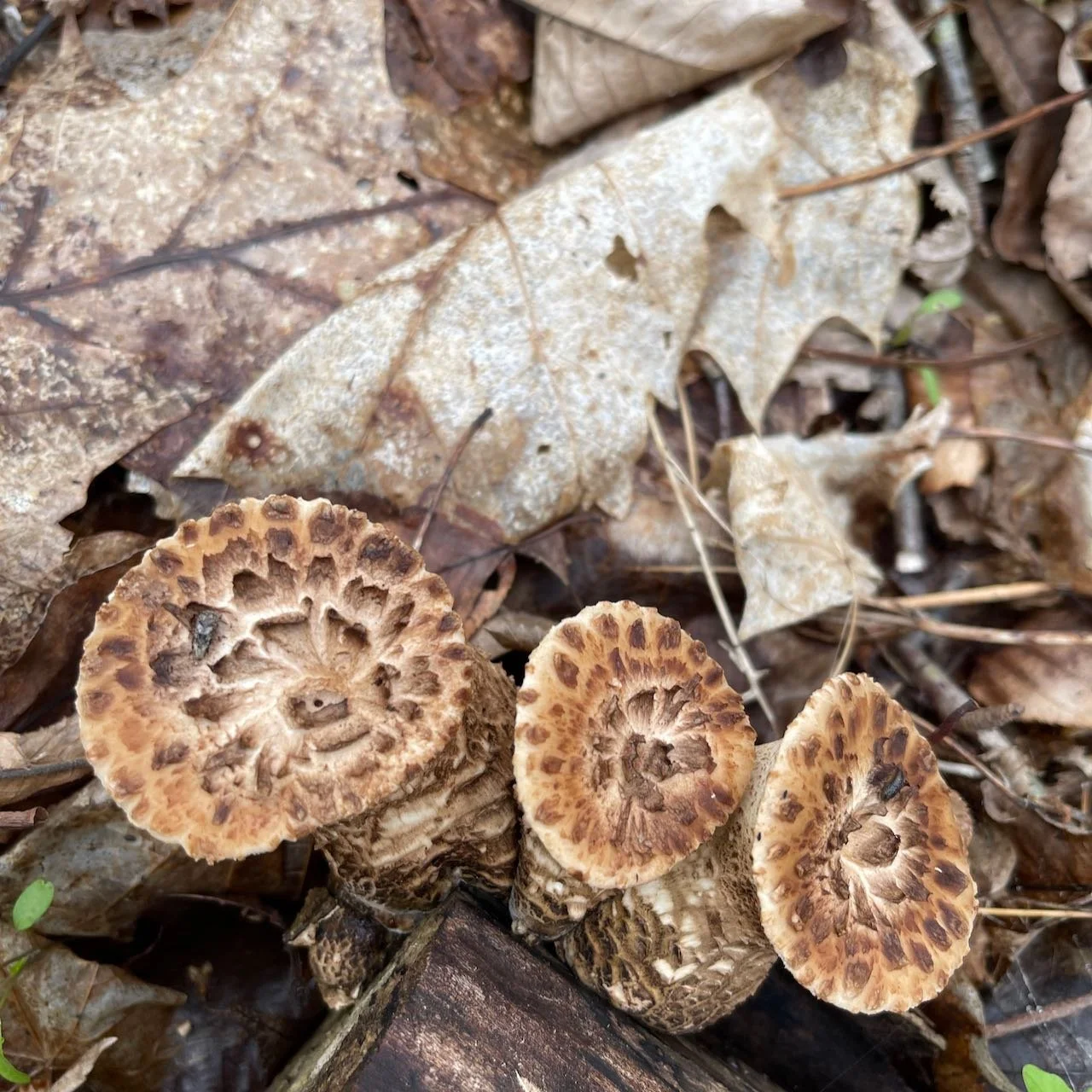 dryads saddle.jpeg