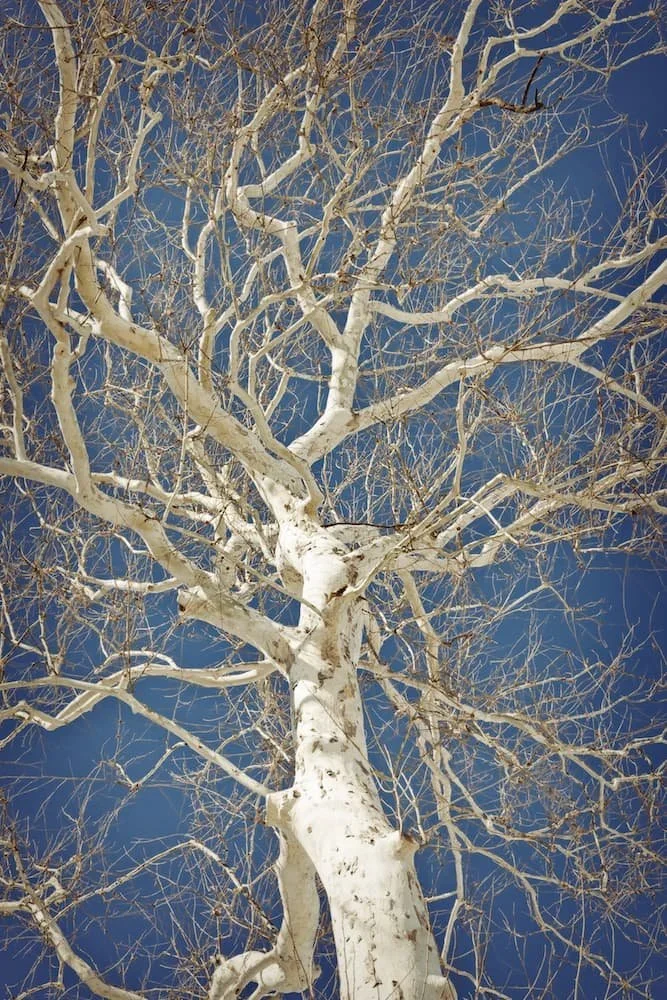 American-sycamore-platanus-occidentalis-+dreamstime_xxl_51984897.jpg.webp