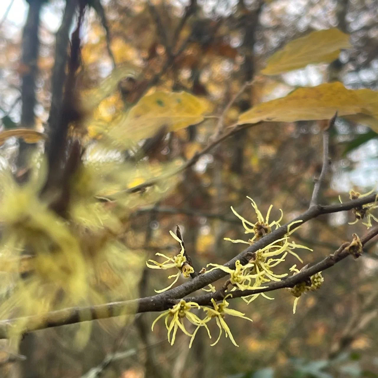 witch hazel flower.jpeg