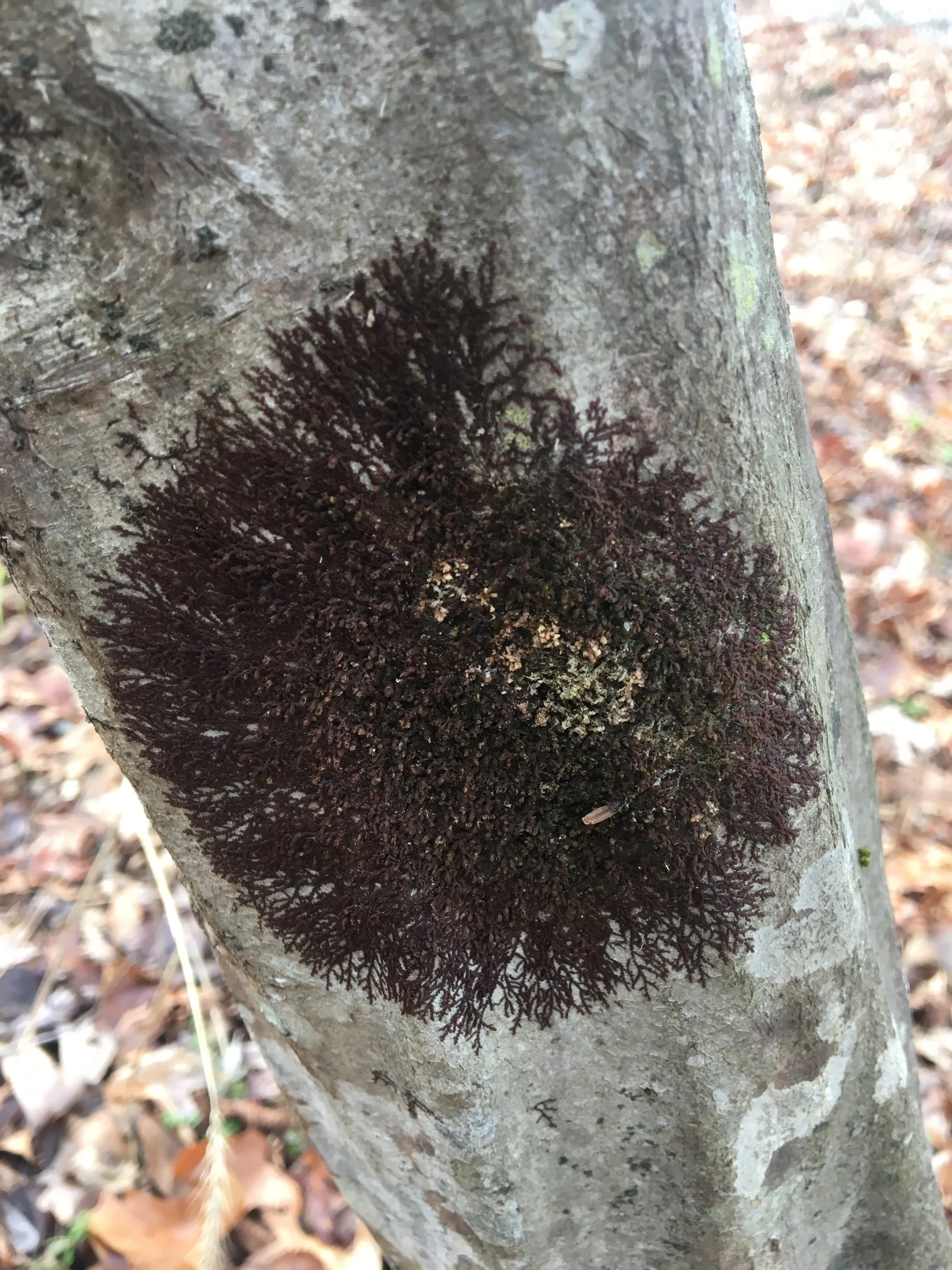 lichen.JPG