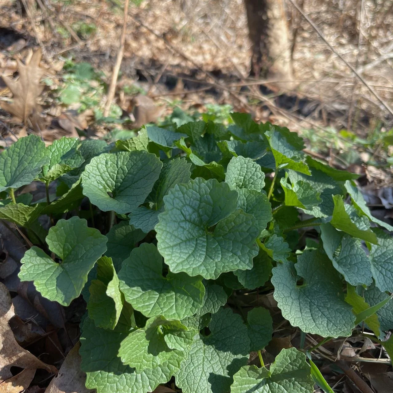 garlic mustard.jpeg