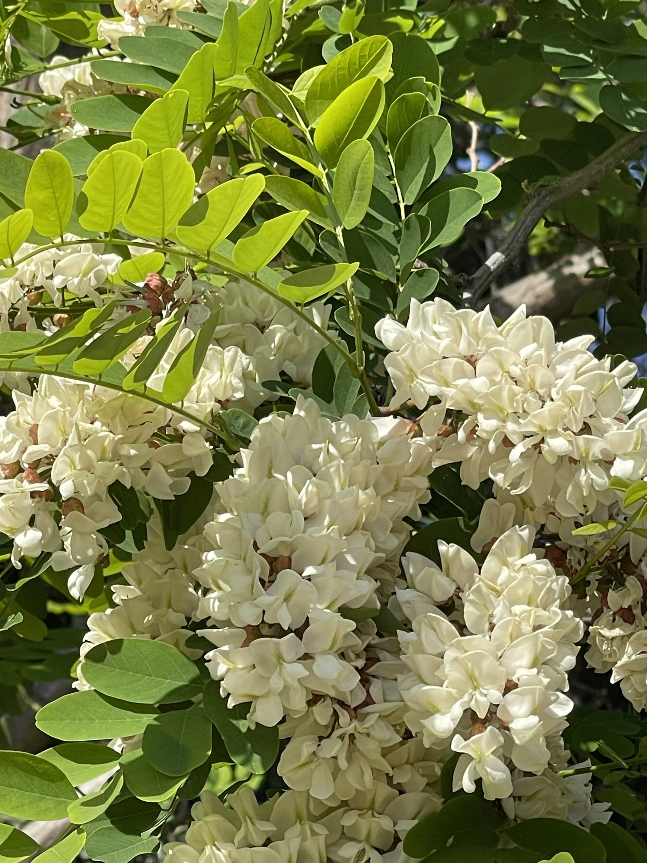 IMG_3488.jpeg