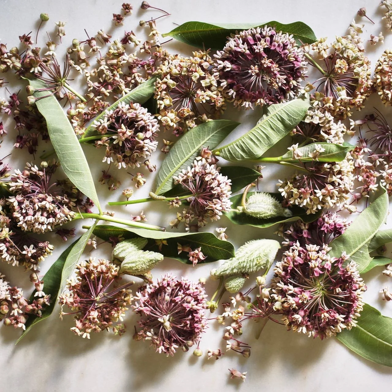 milkweed blossoms & pods.jpeg
