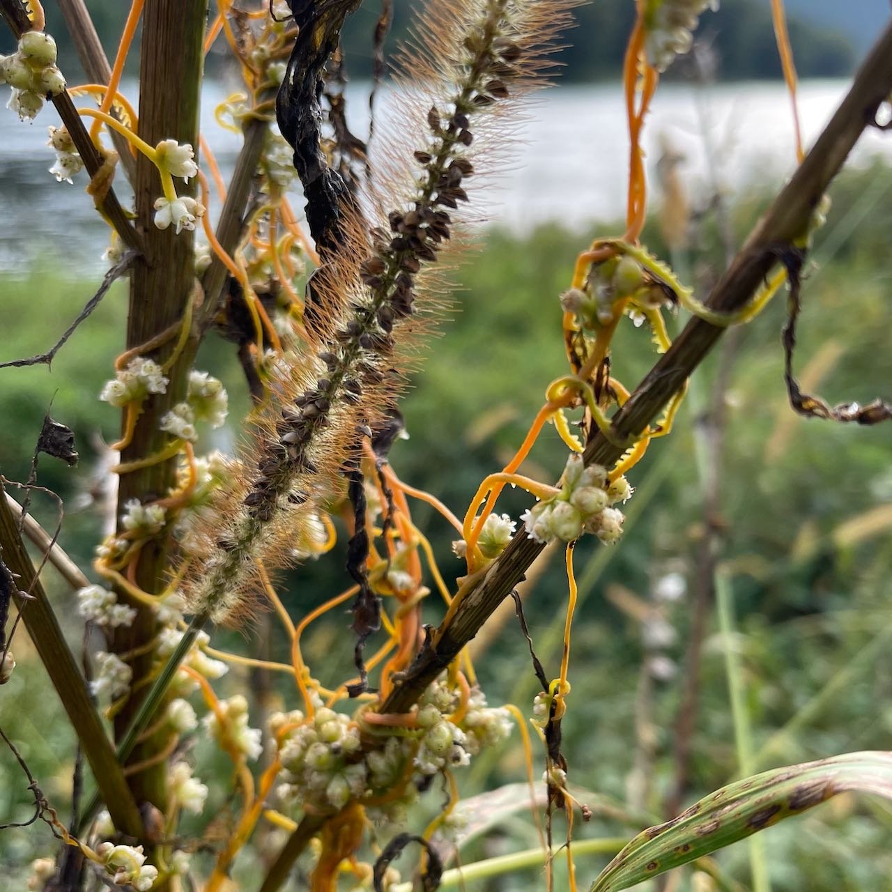 dodder2.jpeg