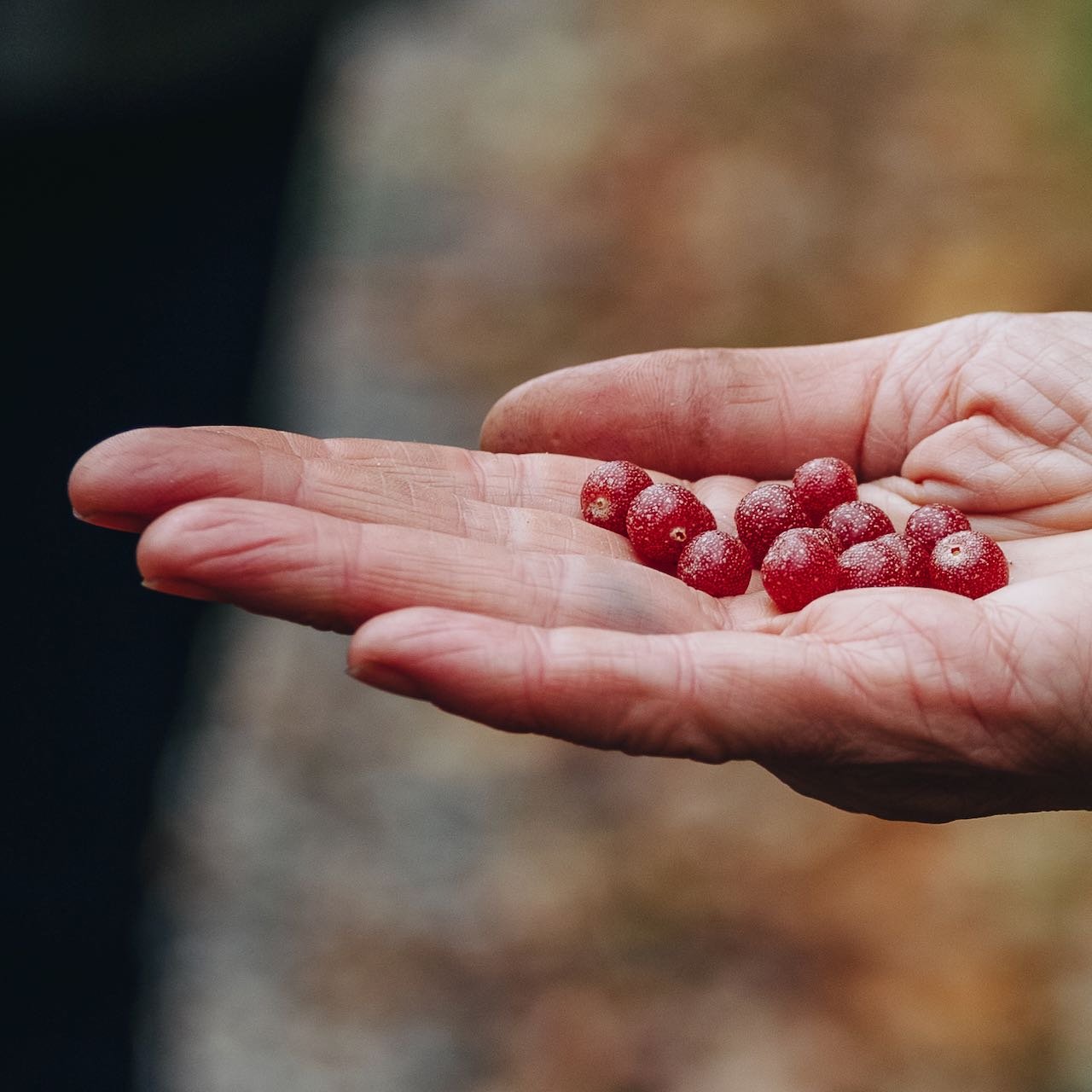 autumn olives.jpeg