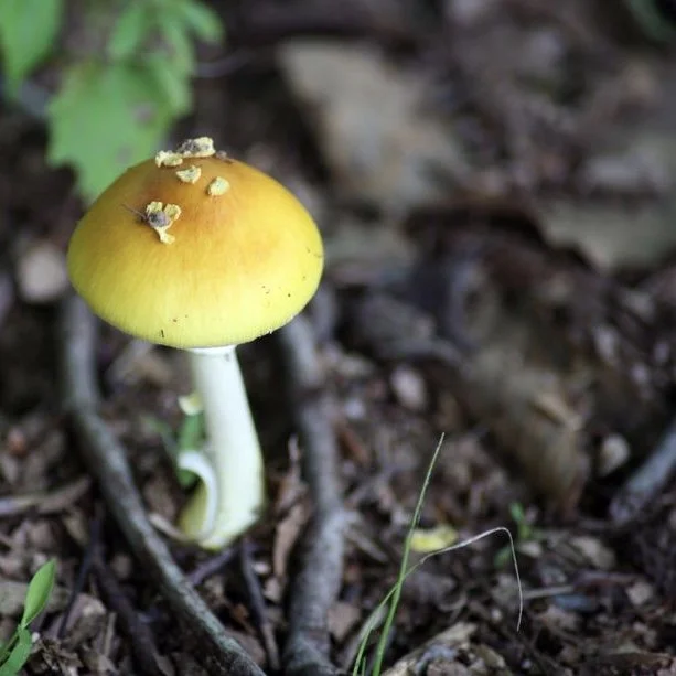 f47543a619fc2f6106062d2f9916b939--bright-yellow-mushrooms.jpg