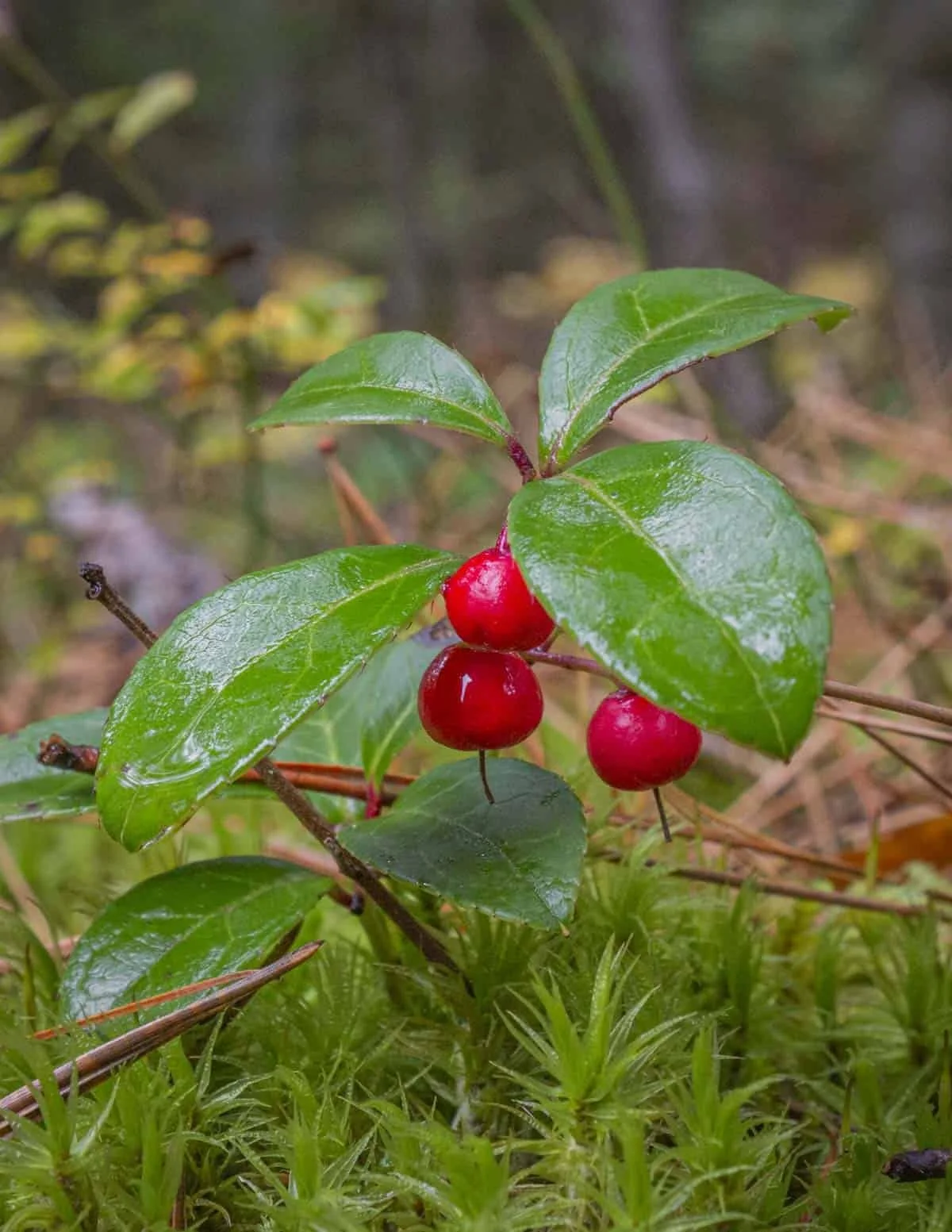 wintergreen.jpg