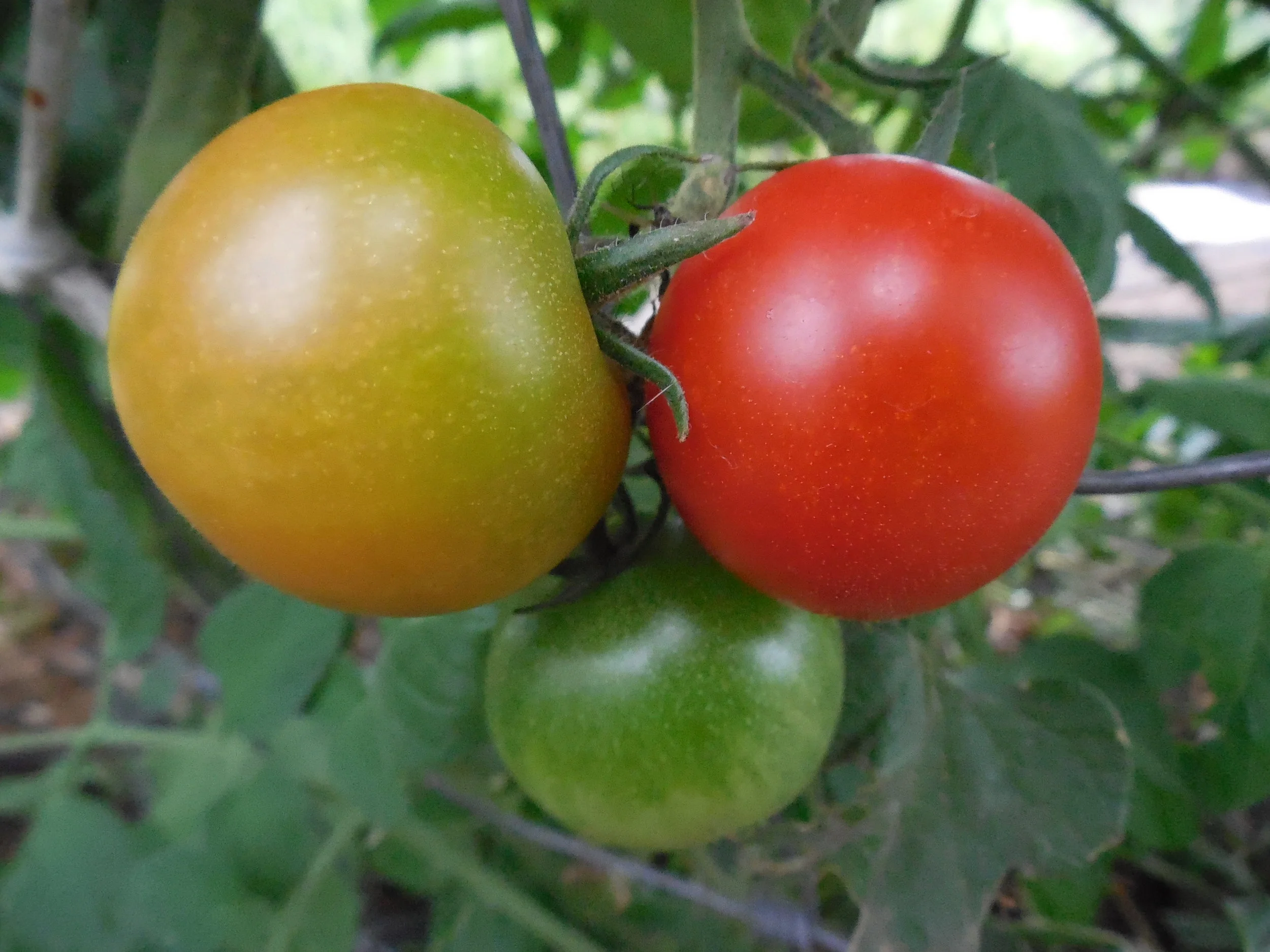 DSCN9227.JPG