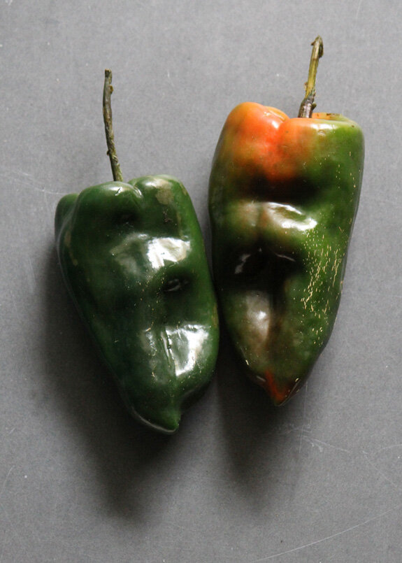 SFC_peppers_poblano.jpg
