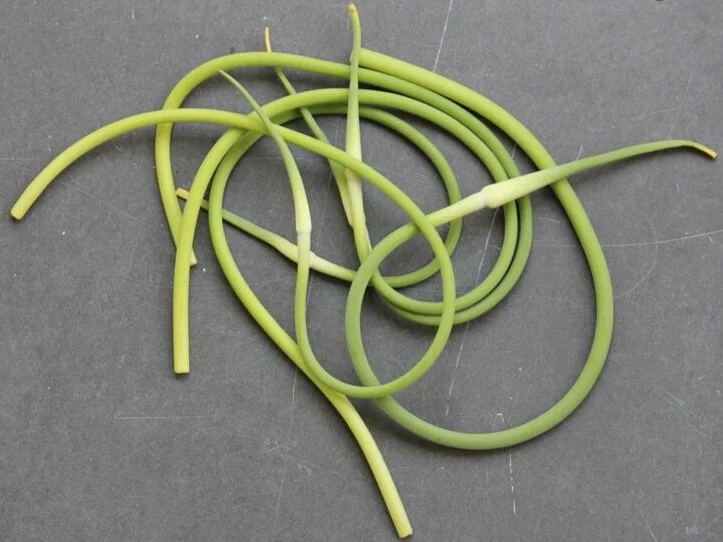 SFC_garlic_scapes.jpg