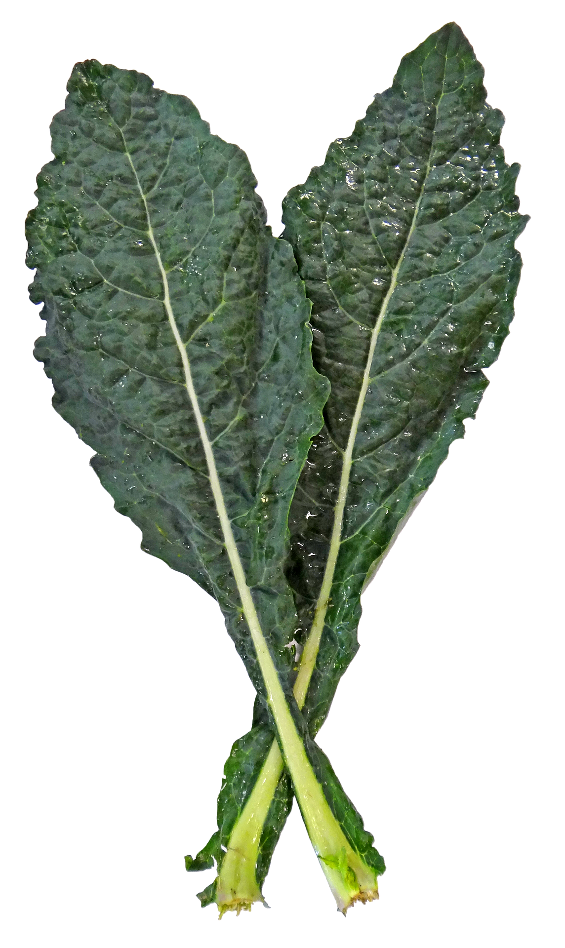 kale-2006635_1920.png