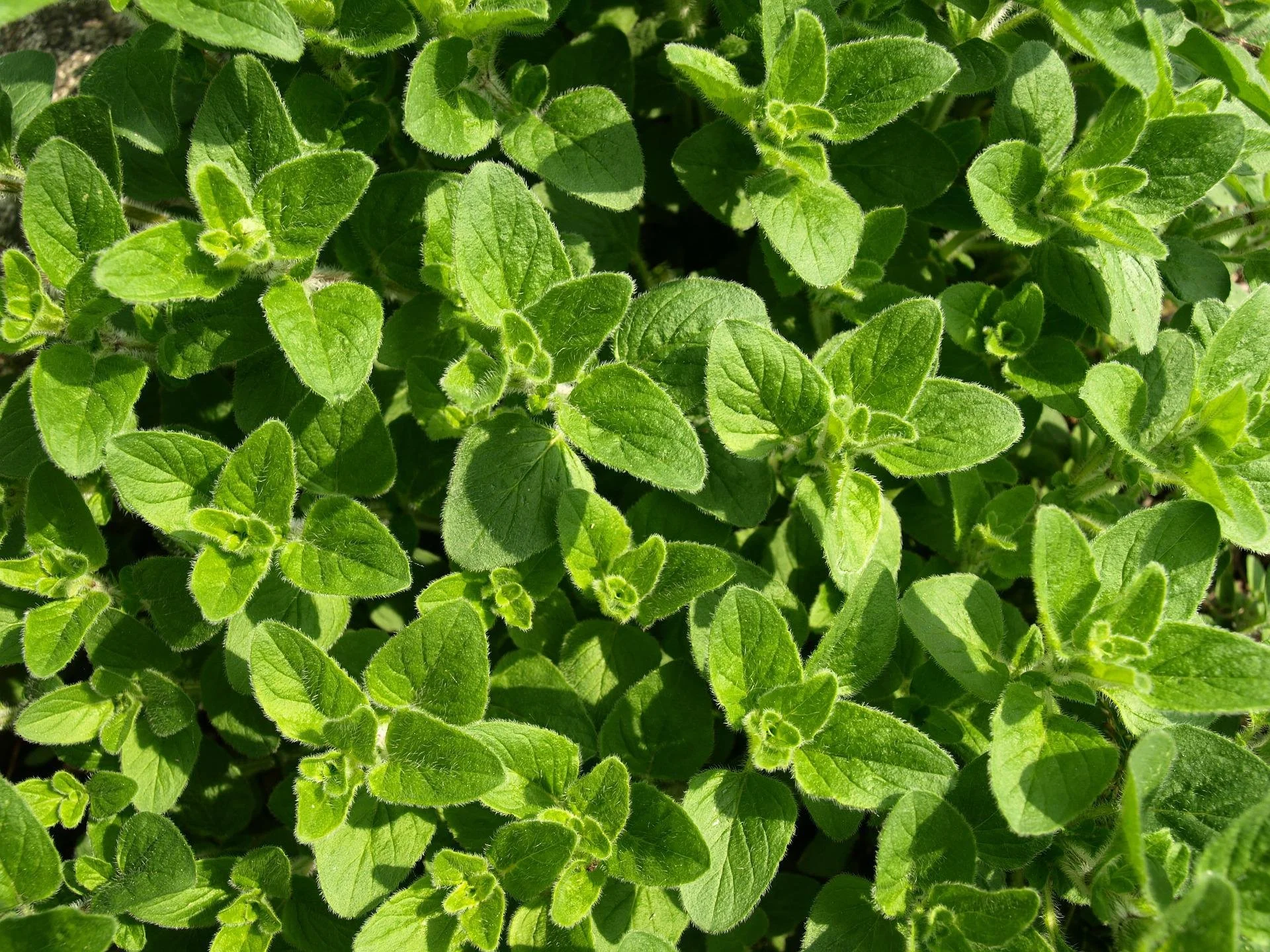 oregano-g508d102ee_1920.jpg