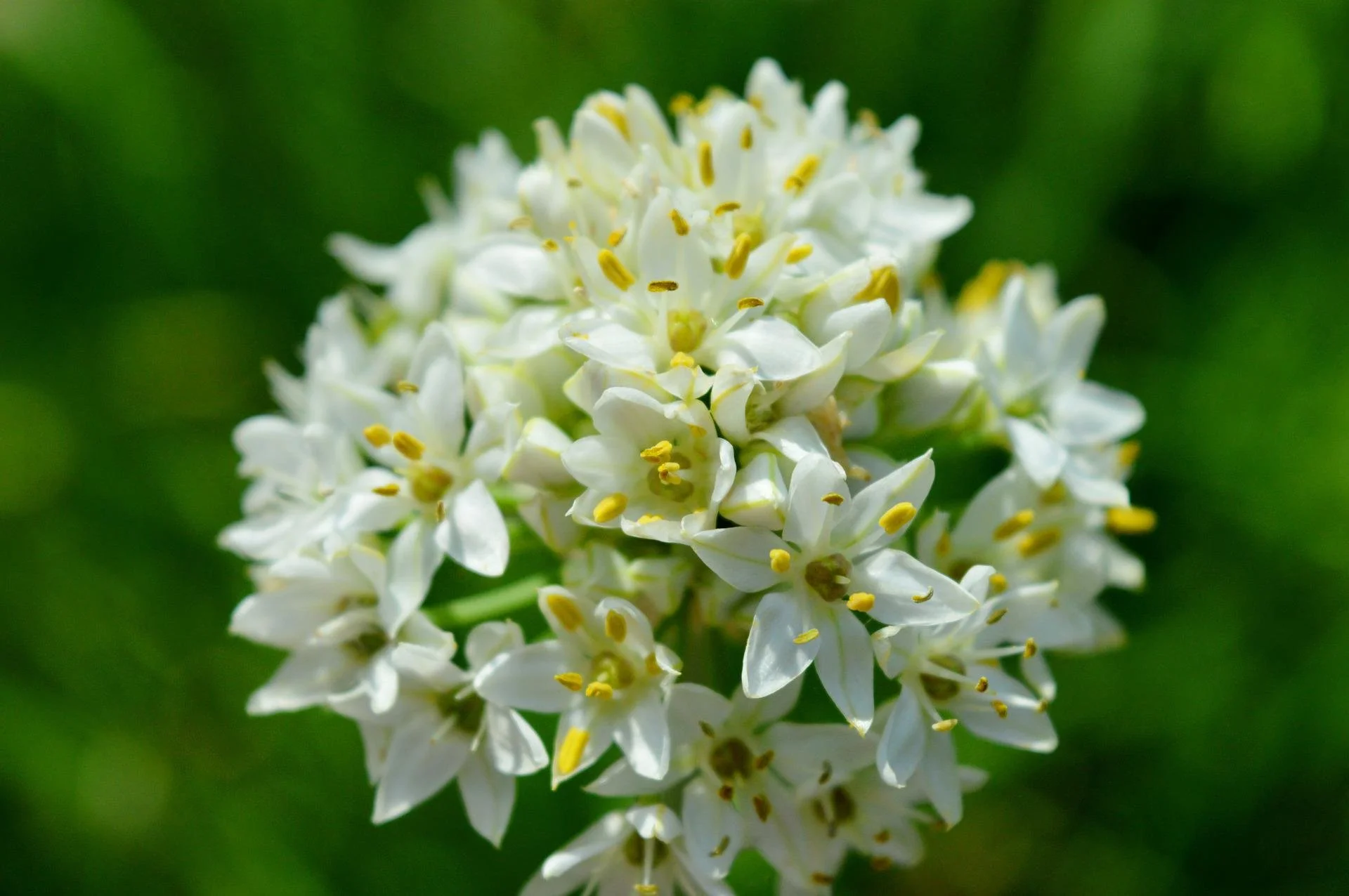 blossom-g09c37531e_1920.jpg