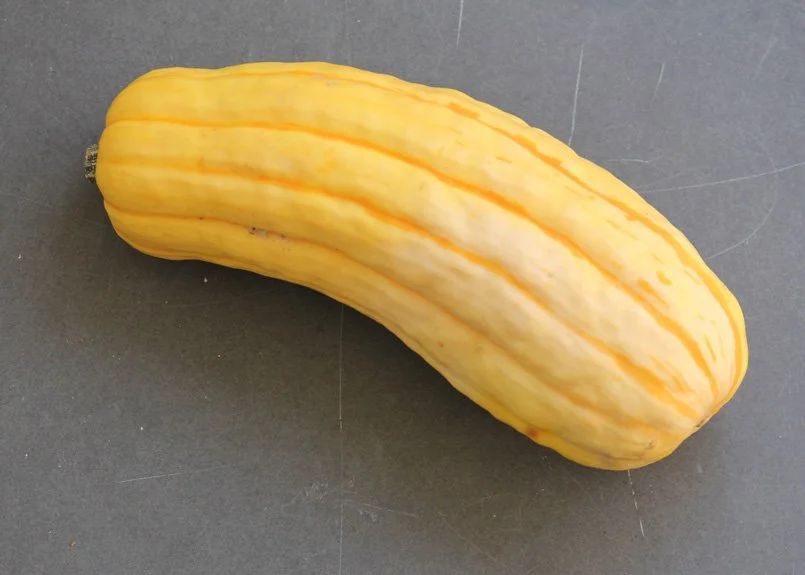 SFC_squash_delicata.jpg