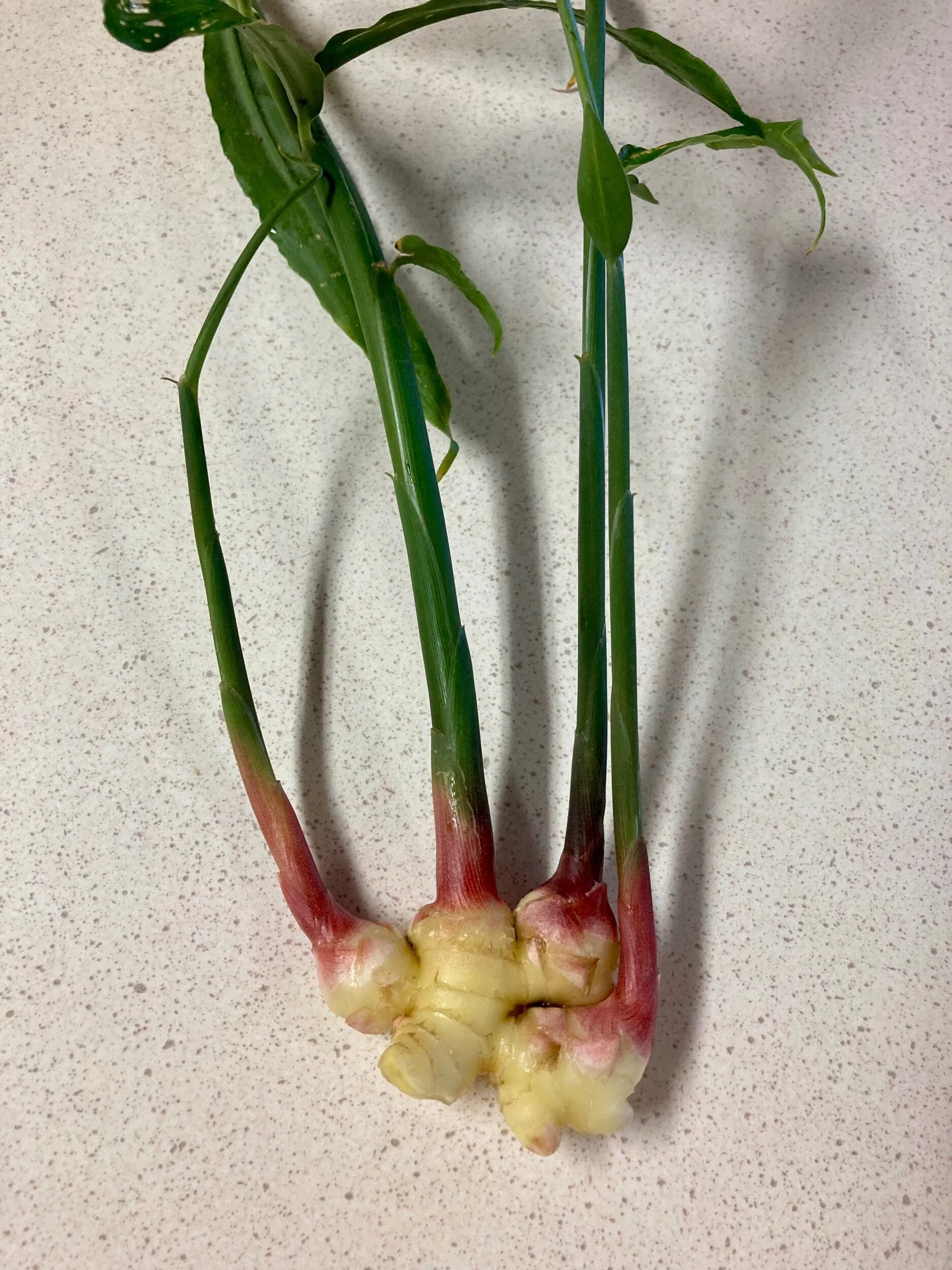 51575C0E-CFF7-4D50-B157-177418BE30A7