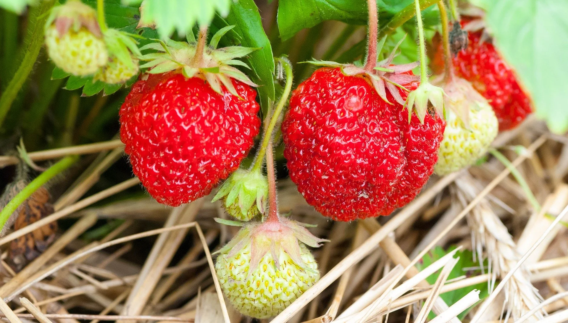 Strawberries