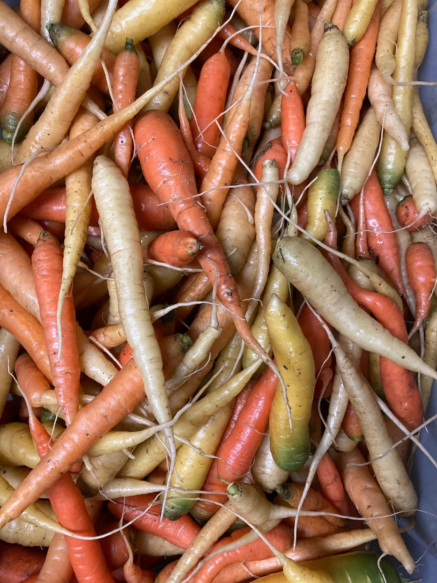 rainbow carrots.jpg