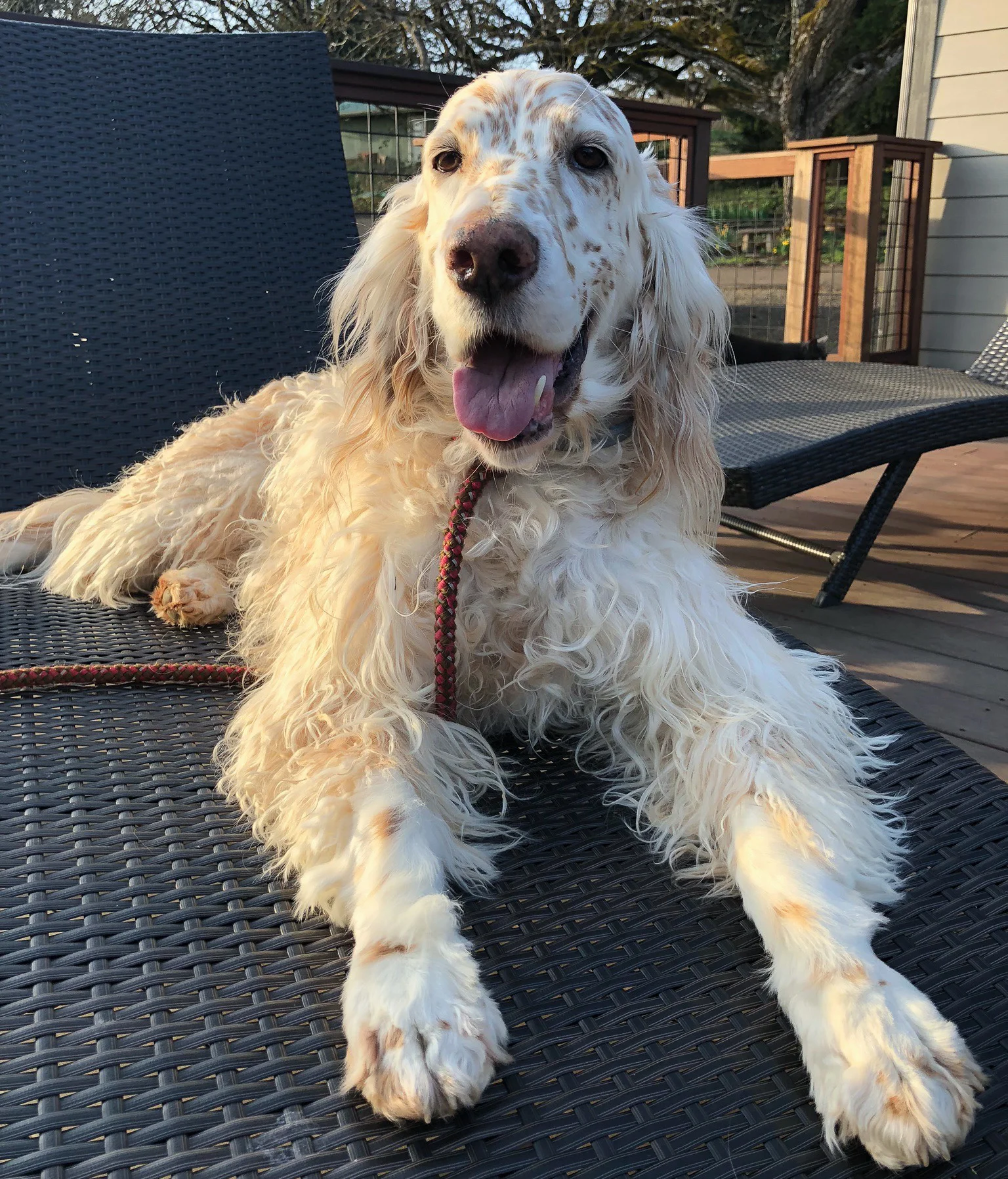 ginger photo - 1.jpg