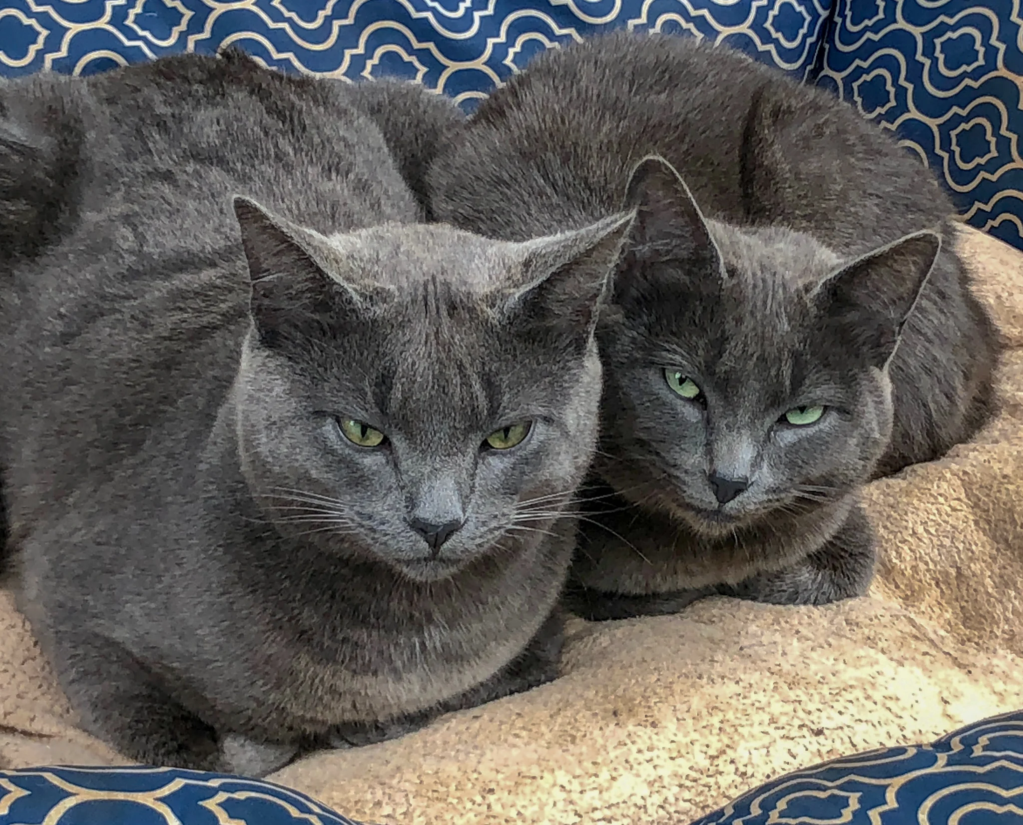 Kittens - 1.jpg